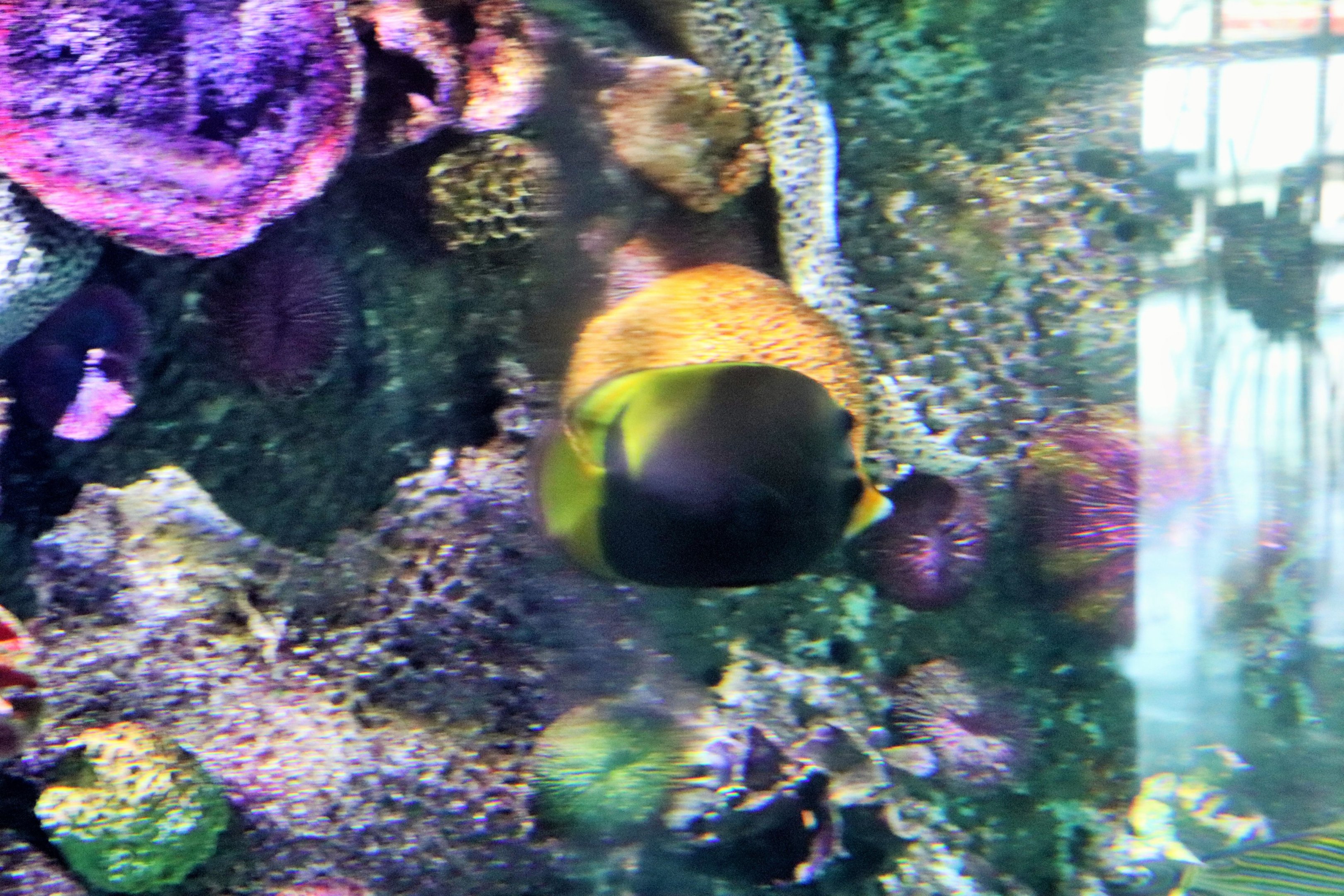 Butterfly Fish ID? Melbourne Aquarium