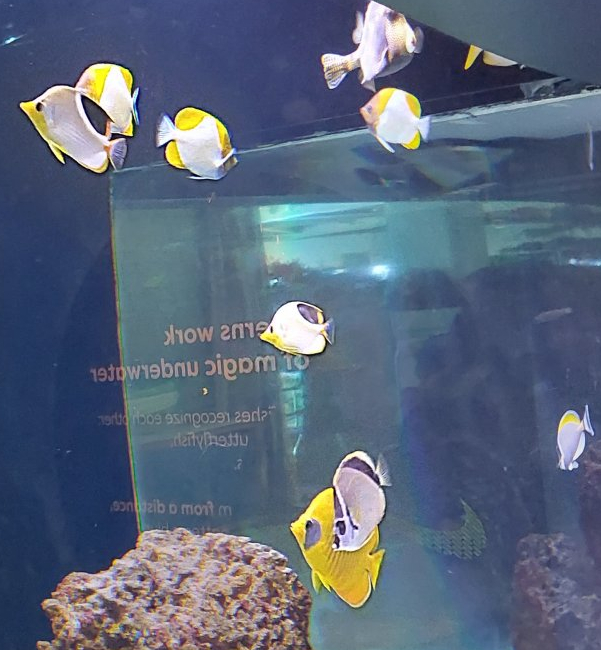 Butterfly fish ID