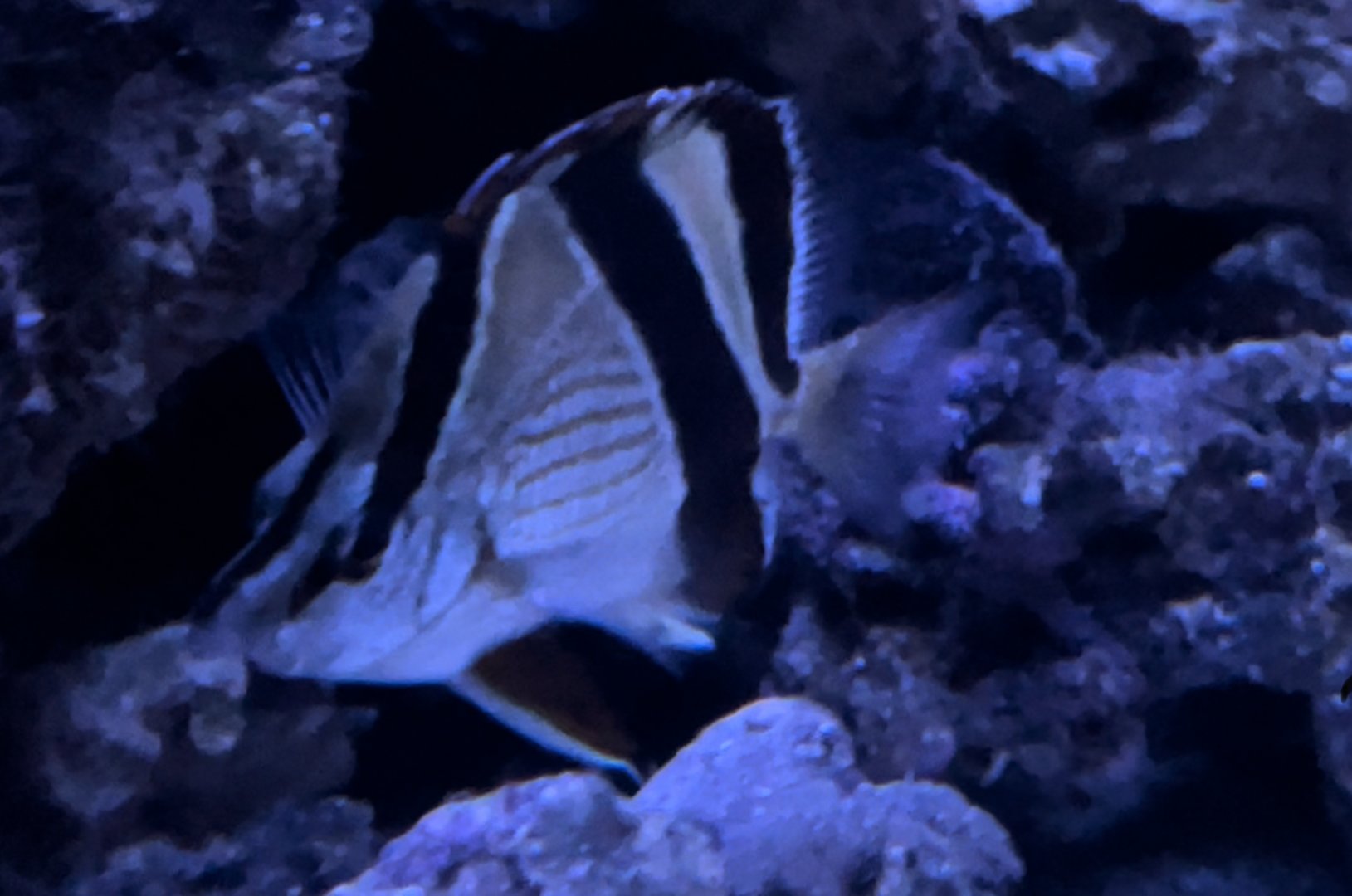 Butterfly fish id