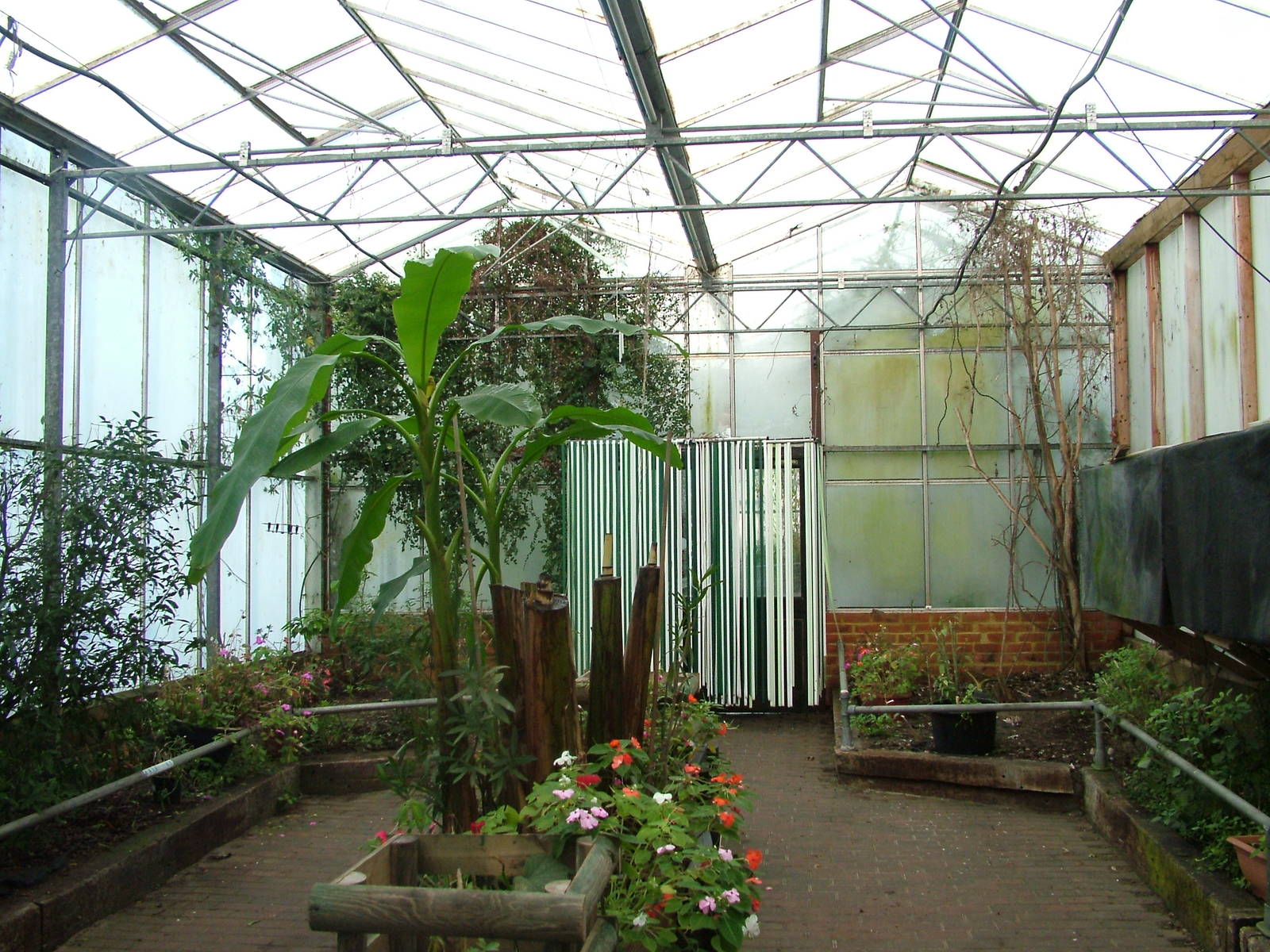 Butterfly flight area at Wingham 28/11/09