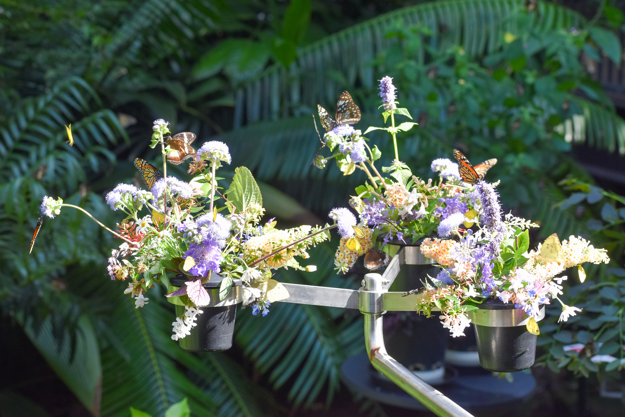 Butterfly flower enrichment