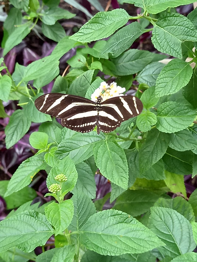 Butterfly for ID - Lakeland Wildlife Oasis, Milnthorpe, UK