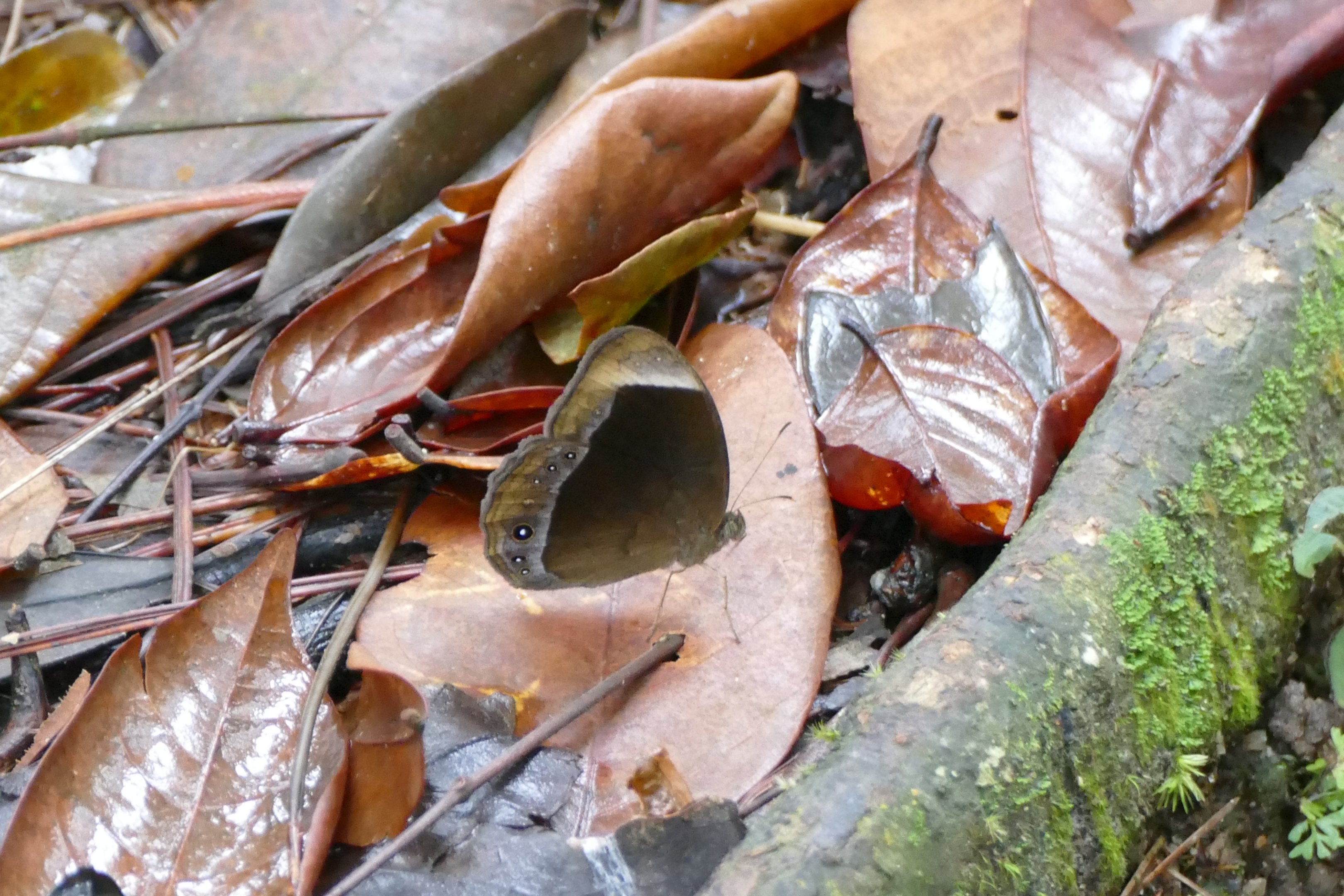 Butterfly - Fraser's Hill