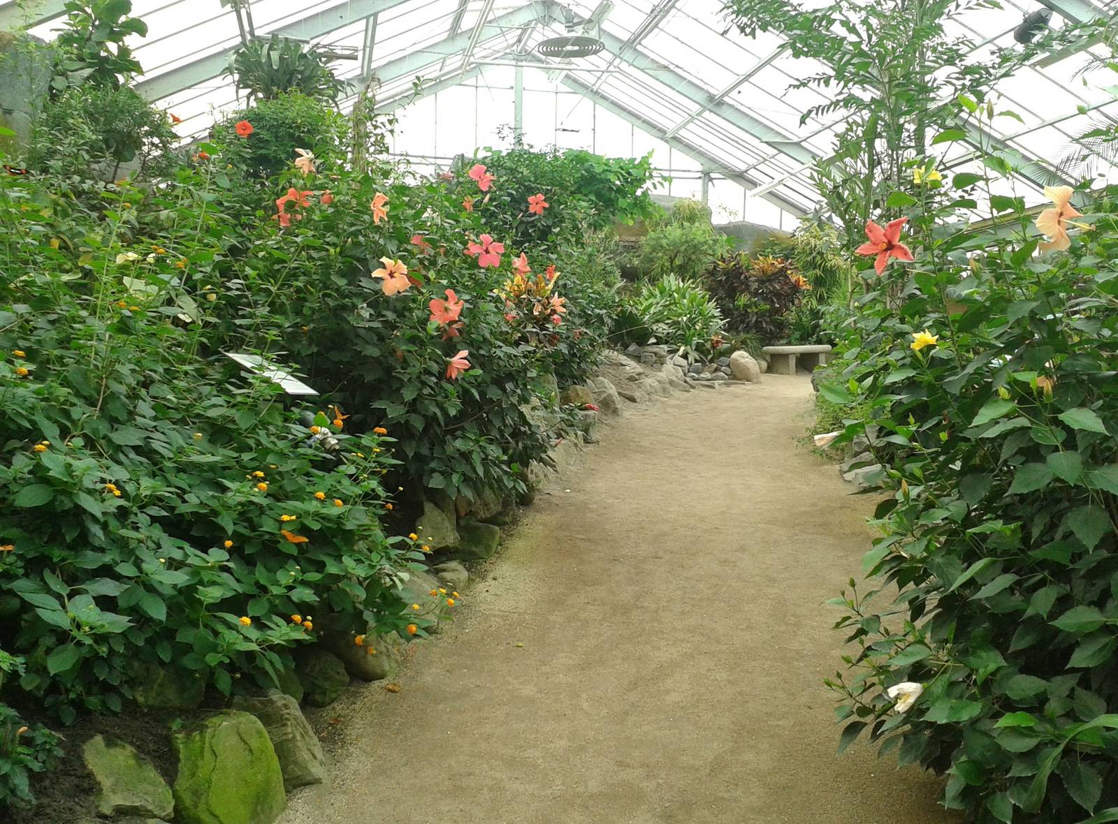 Butterfly free-flight