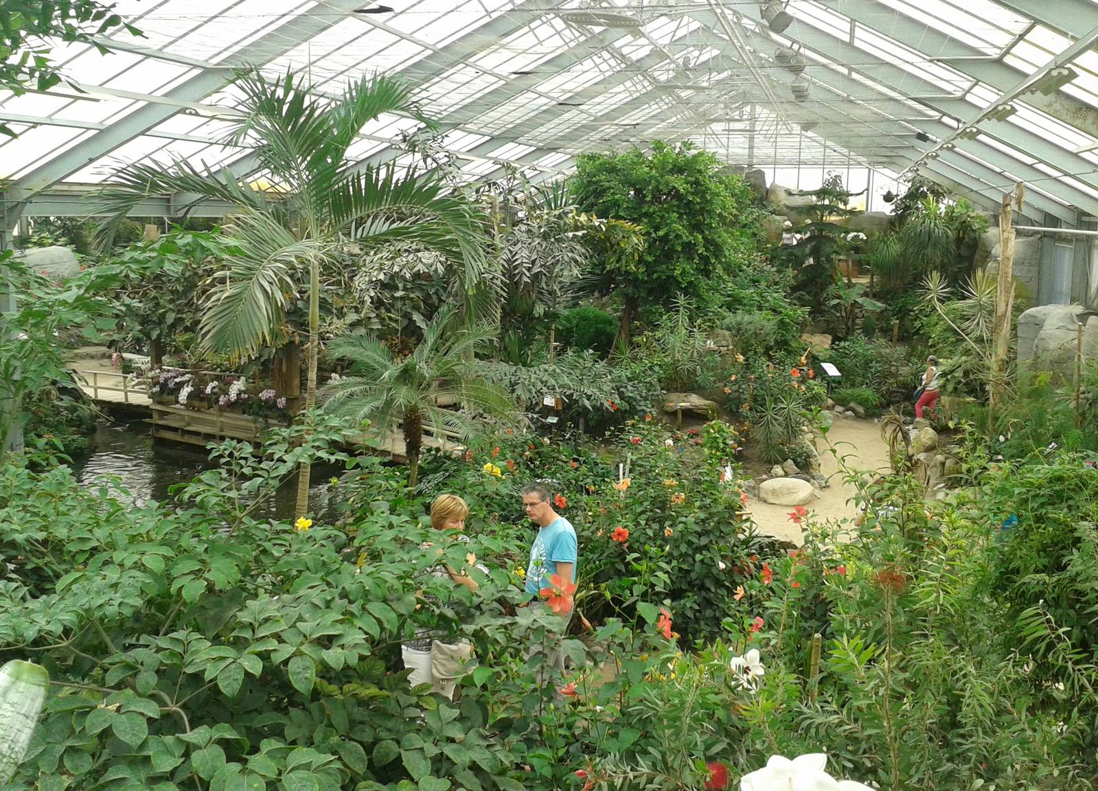 Butterfly free-flight