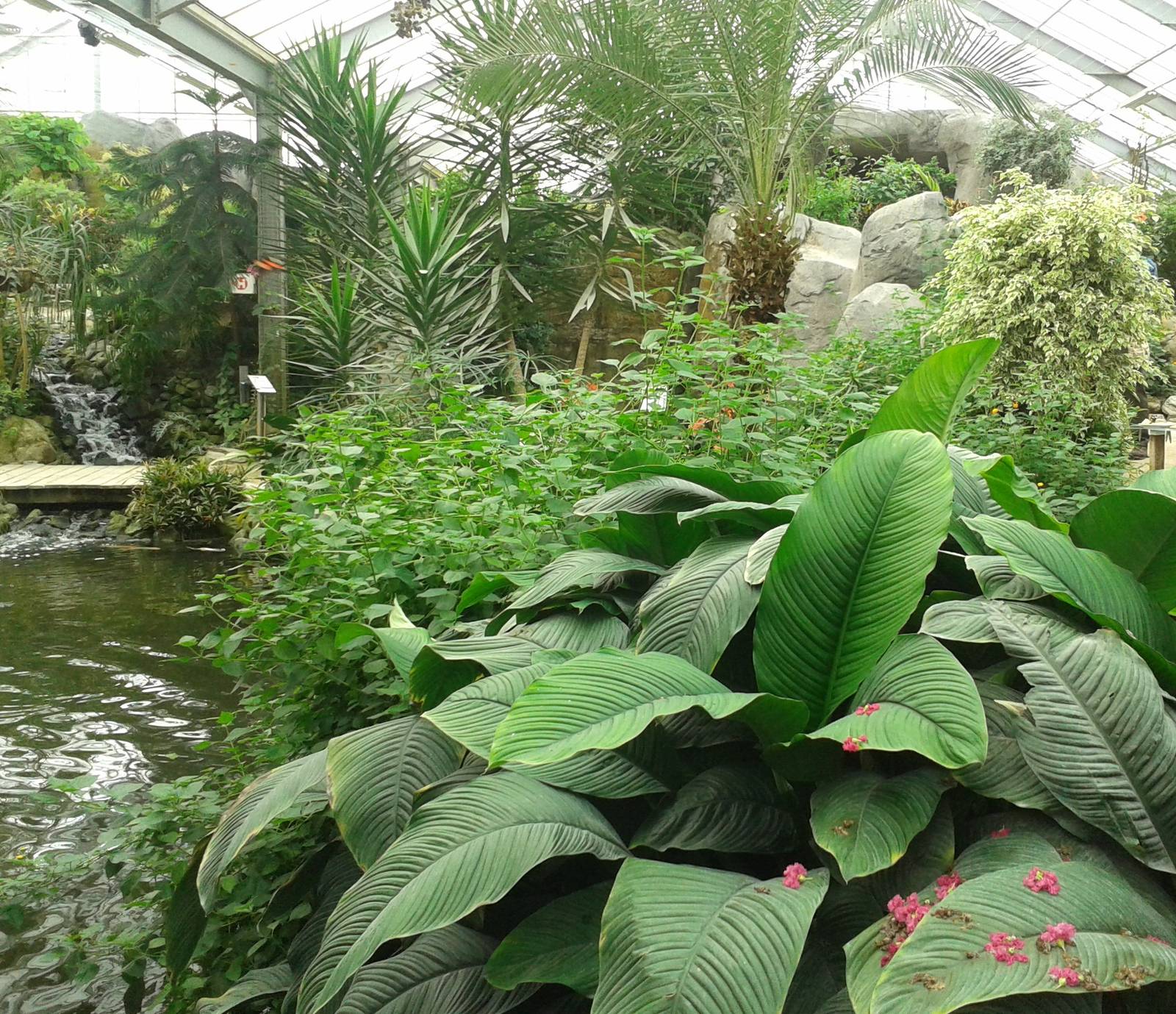 Butterfly free-flight