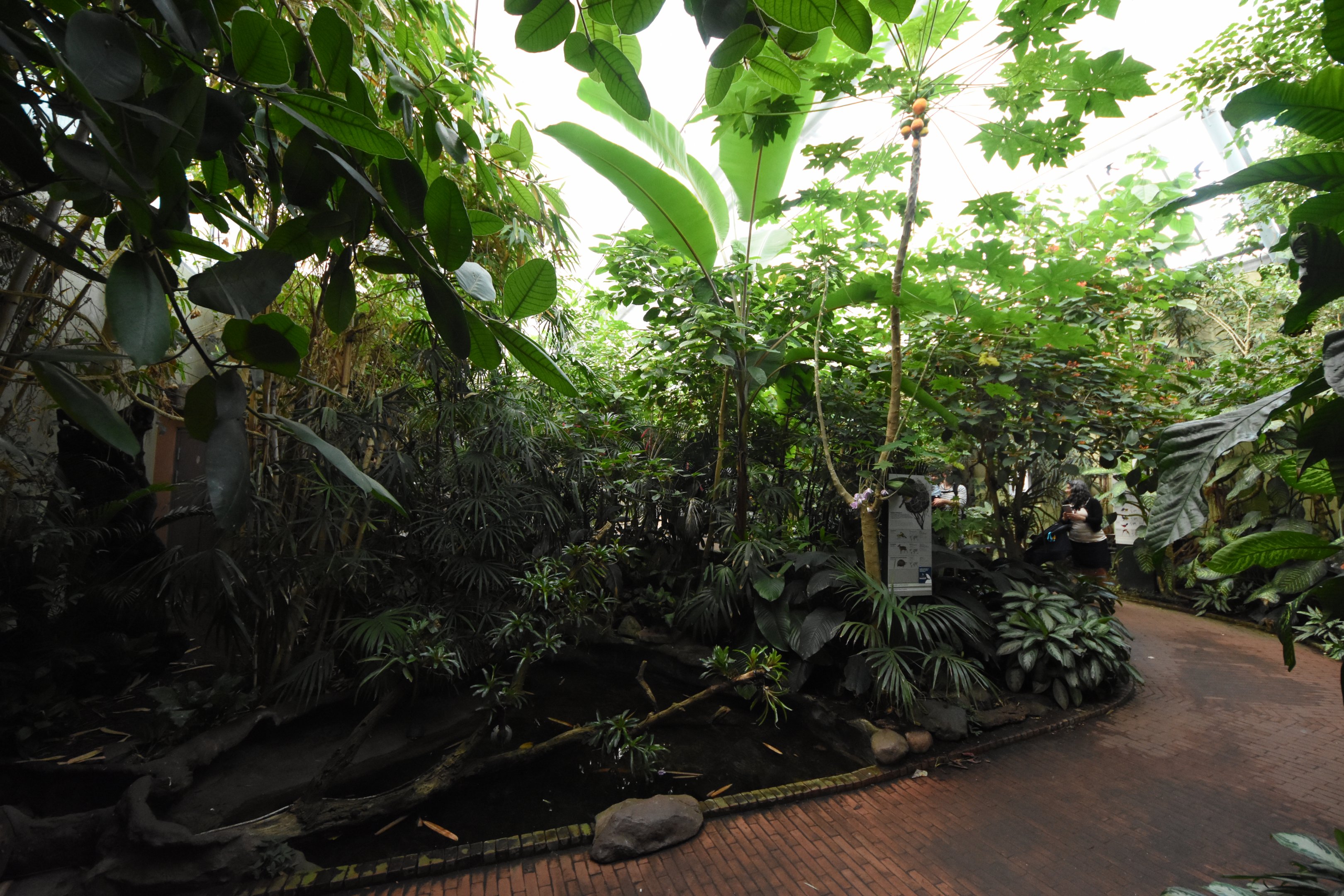 Butterfly freeflight