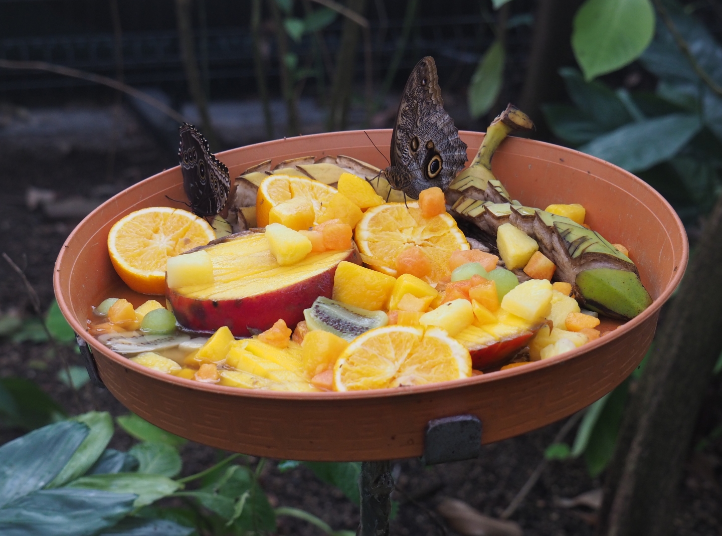 Butterfly fruit feeding dish (Nov 10th, 2018)