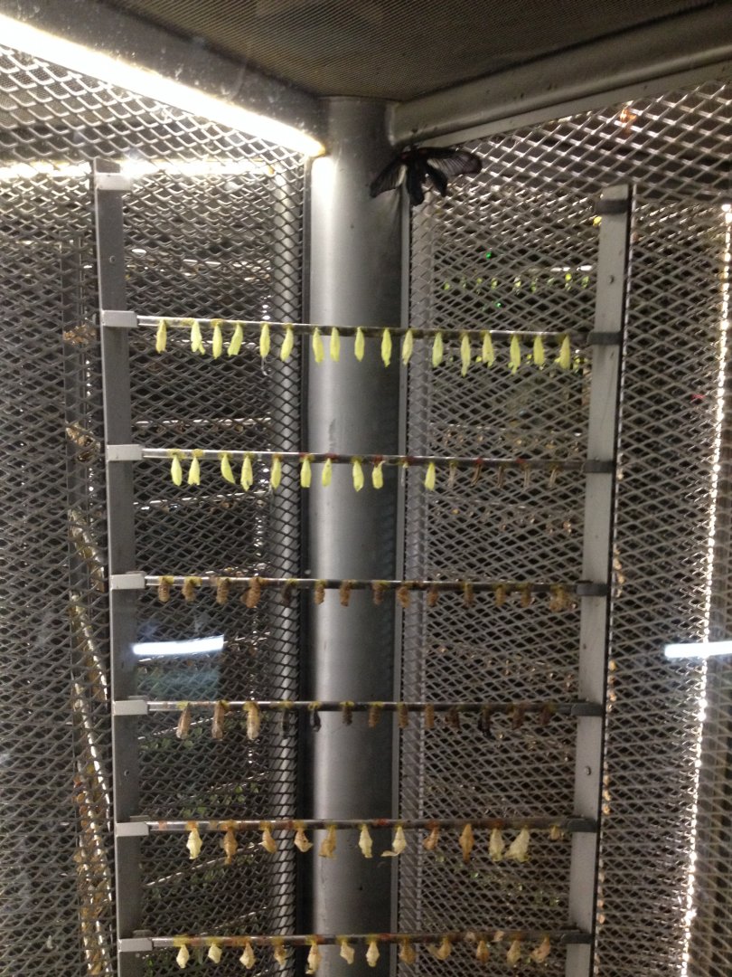 Butterfly Garden at Changi Airport