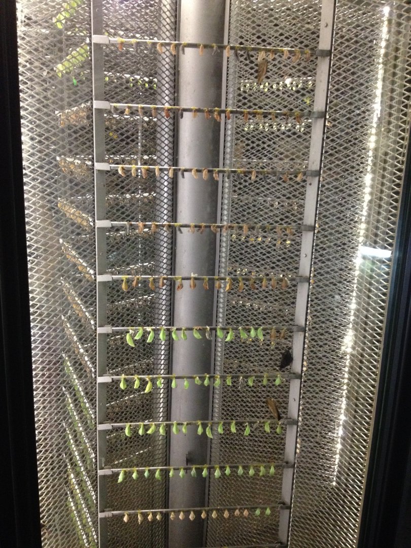 Butterfly Garden at Changi Airport