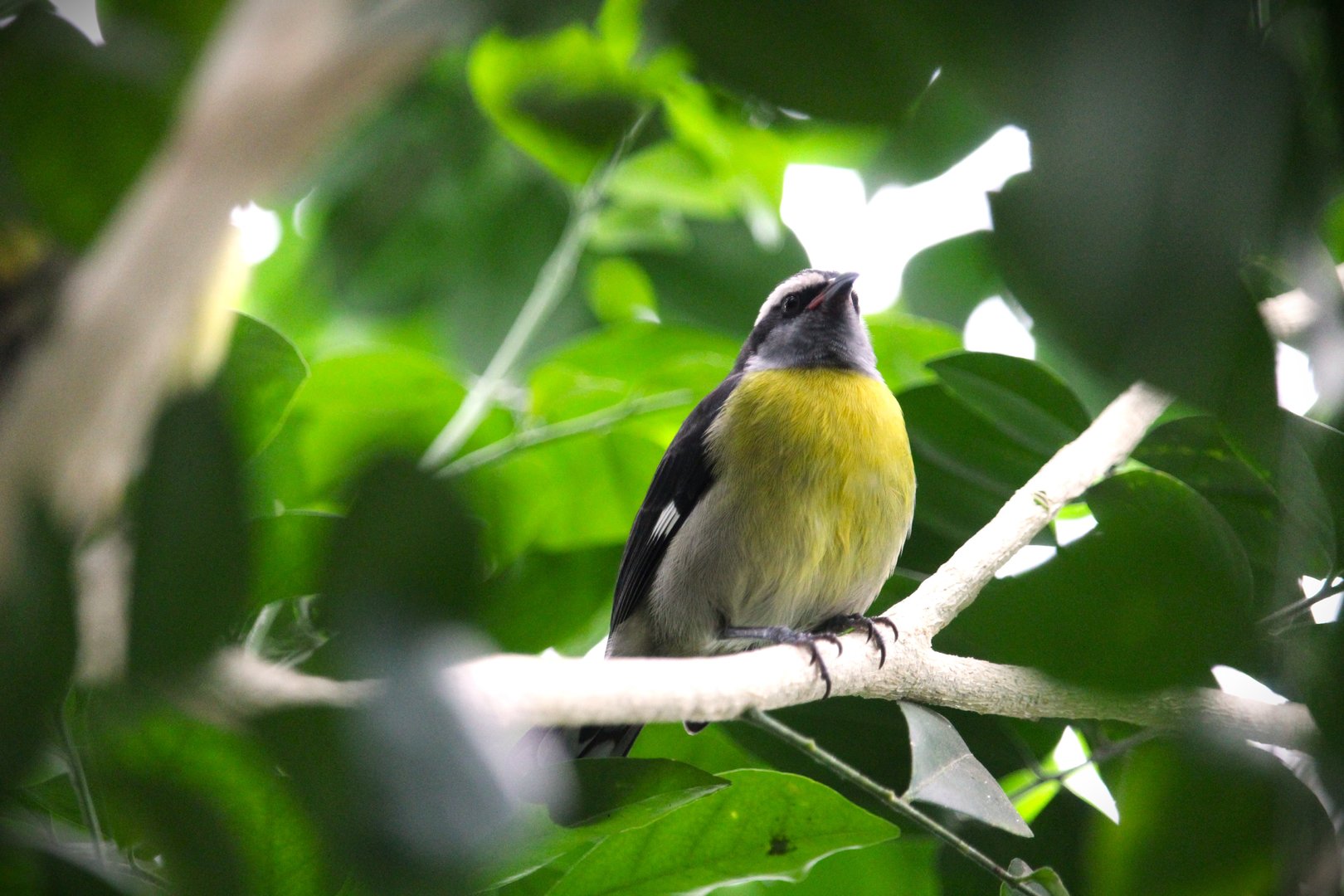 Butterfly Garden - Bananaquit
