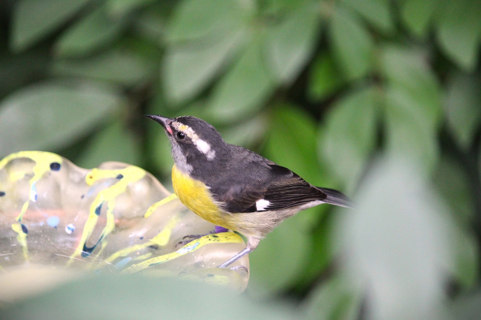 Butterfly Garden - Bananaquit