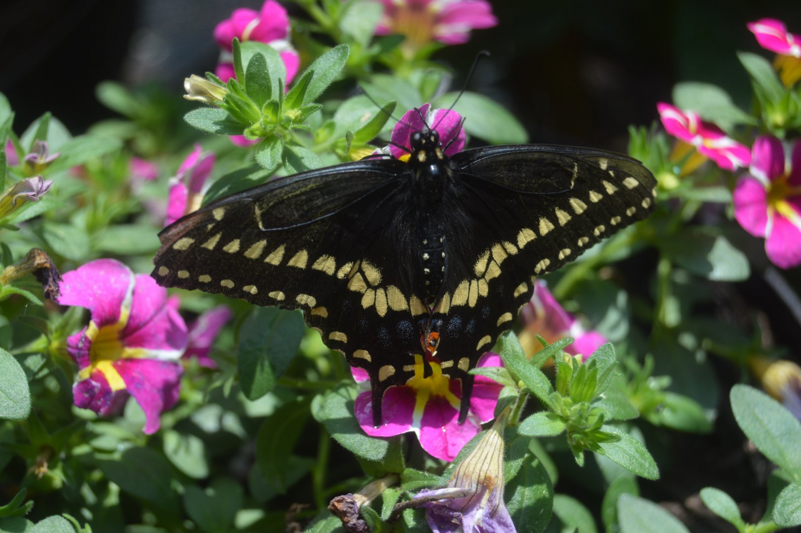 Butterfly Garden - Black Swallowtail (Papilio polyxenes)