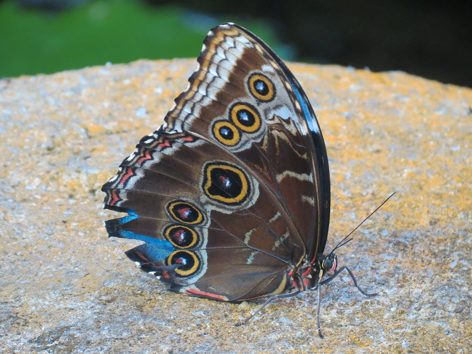 Butterfly Garden - Blue Morpho