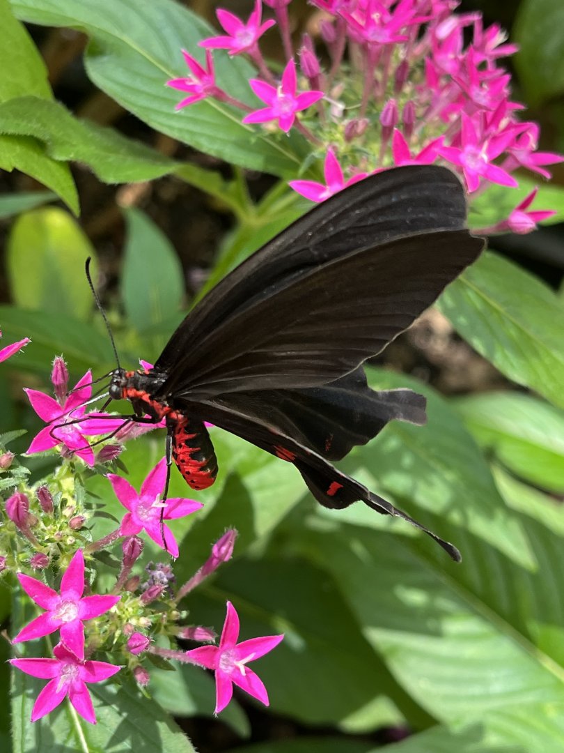 Butterfly Garden - Cattleheart