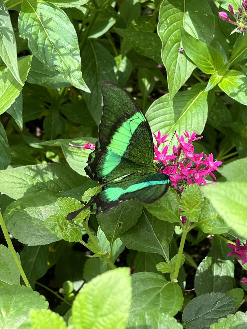 Butterfly Garden - Emerald Swallowtail