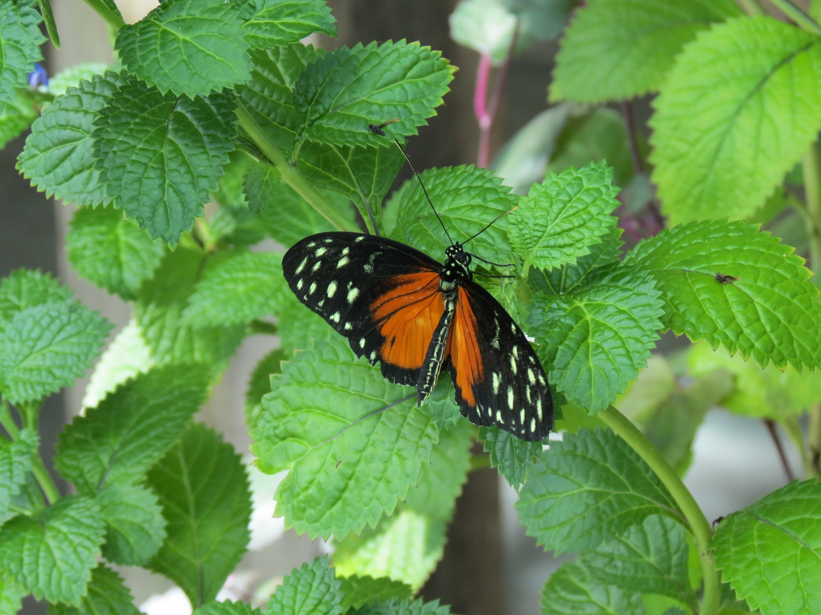 Butterfly Garden - Golden Helicon