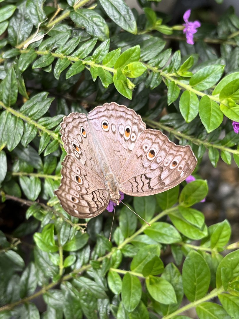 Butterfly Garden - Grey Pansy
