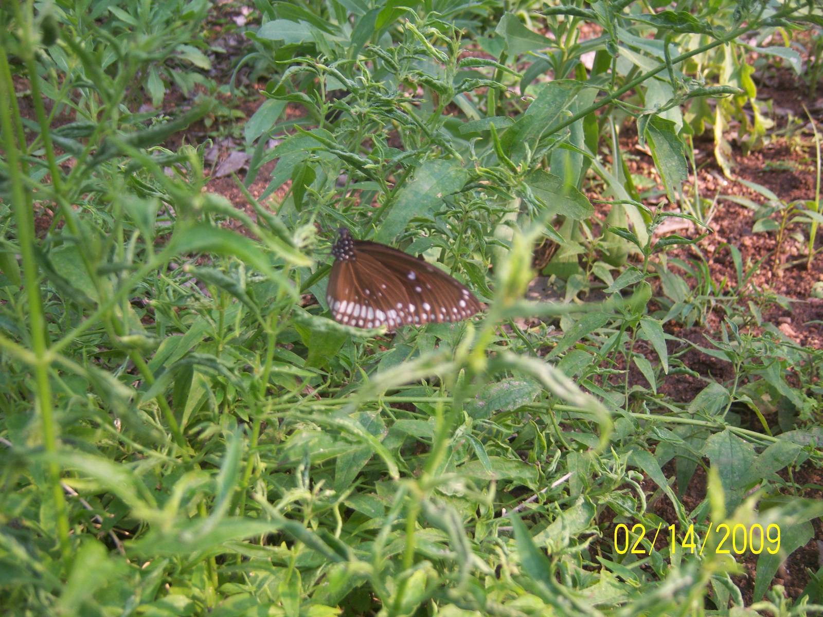 butterfly garden,hyderabad zoo