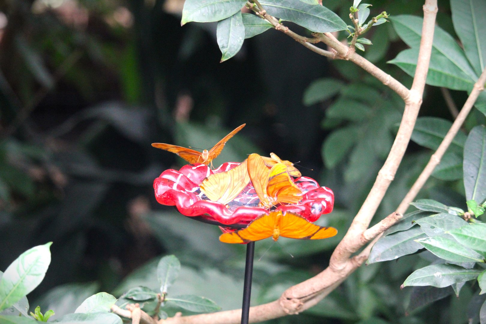 Butterfly Garden - Julia Butterflies
