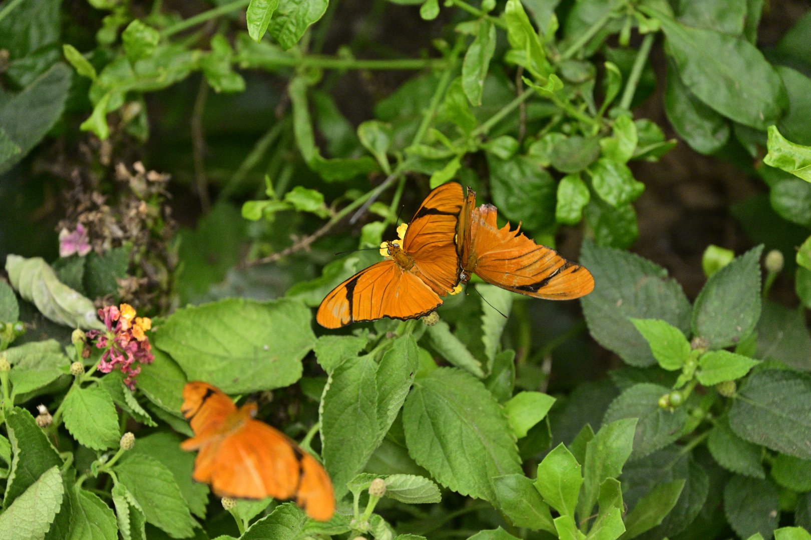 Butterfly Garden - Julia Heliconian (Dryas iulia)
