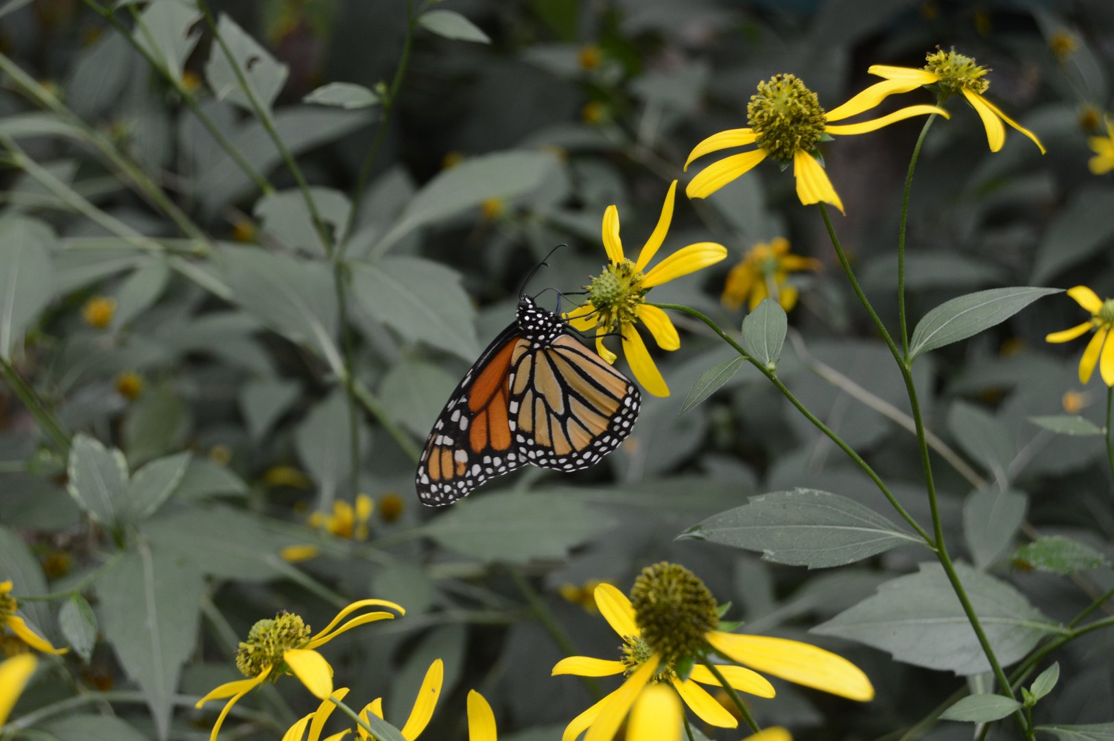 Butterfly Garden - Monarch (Danaus plexippus)