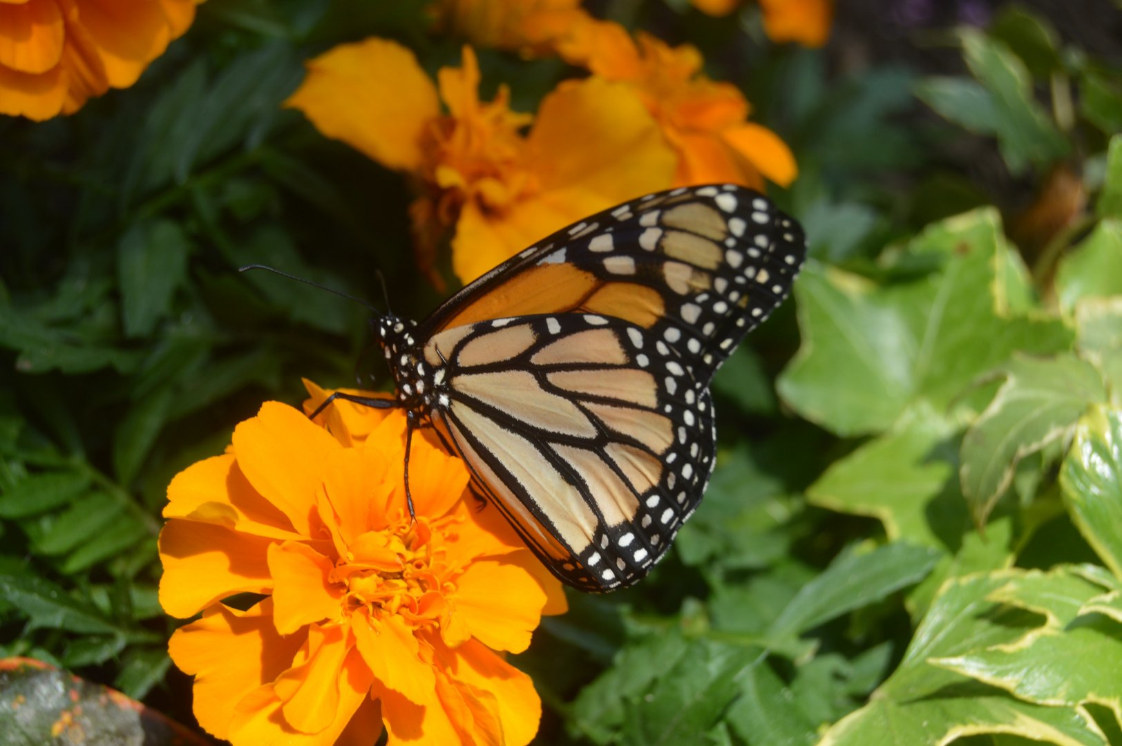 Butterfly Garden - Monarch (Danaus plexippus)