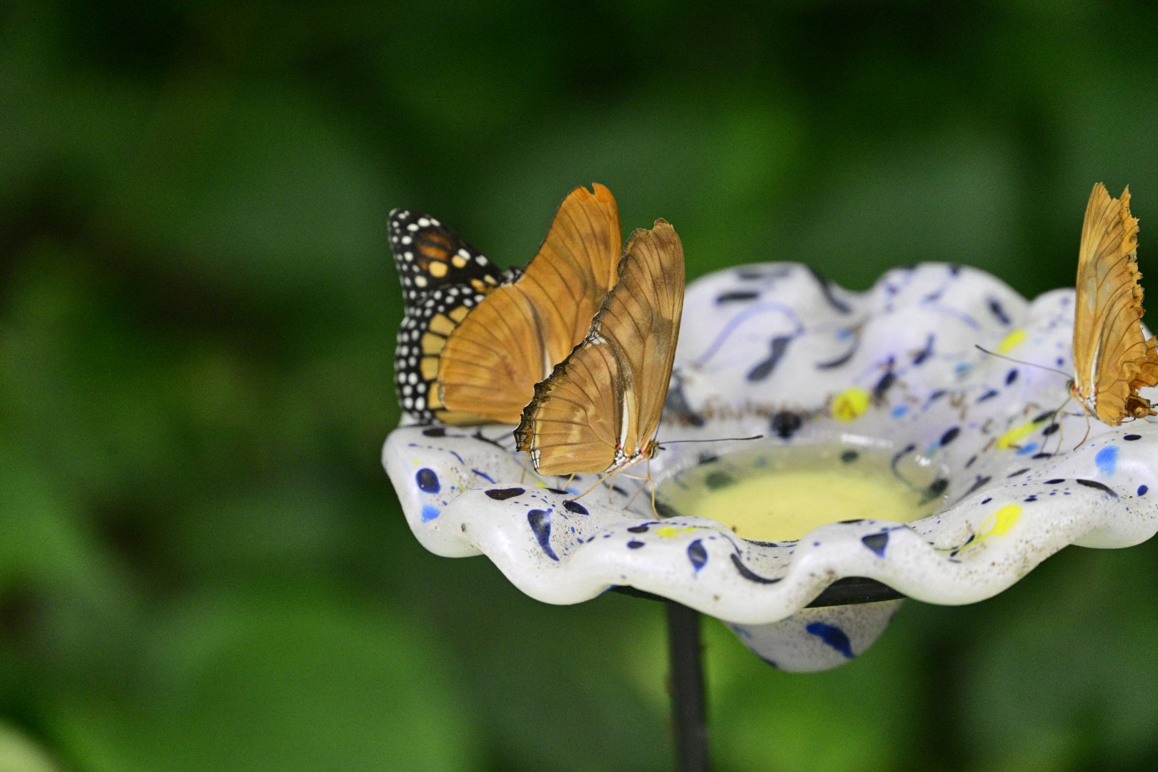Butterfly Garden - Monarch (Danaus plexippus)