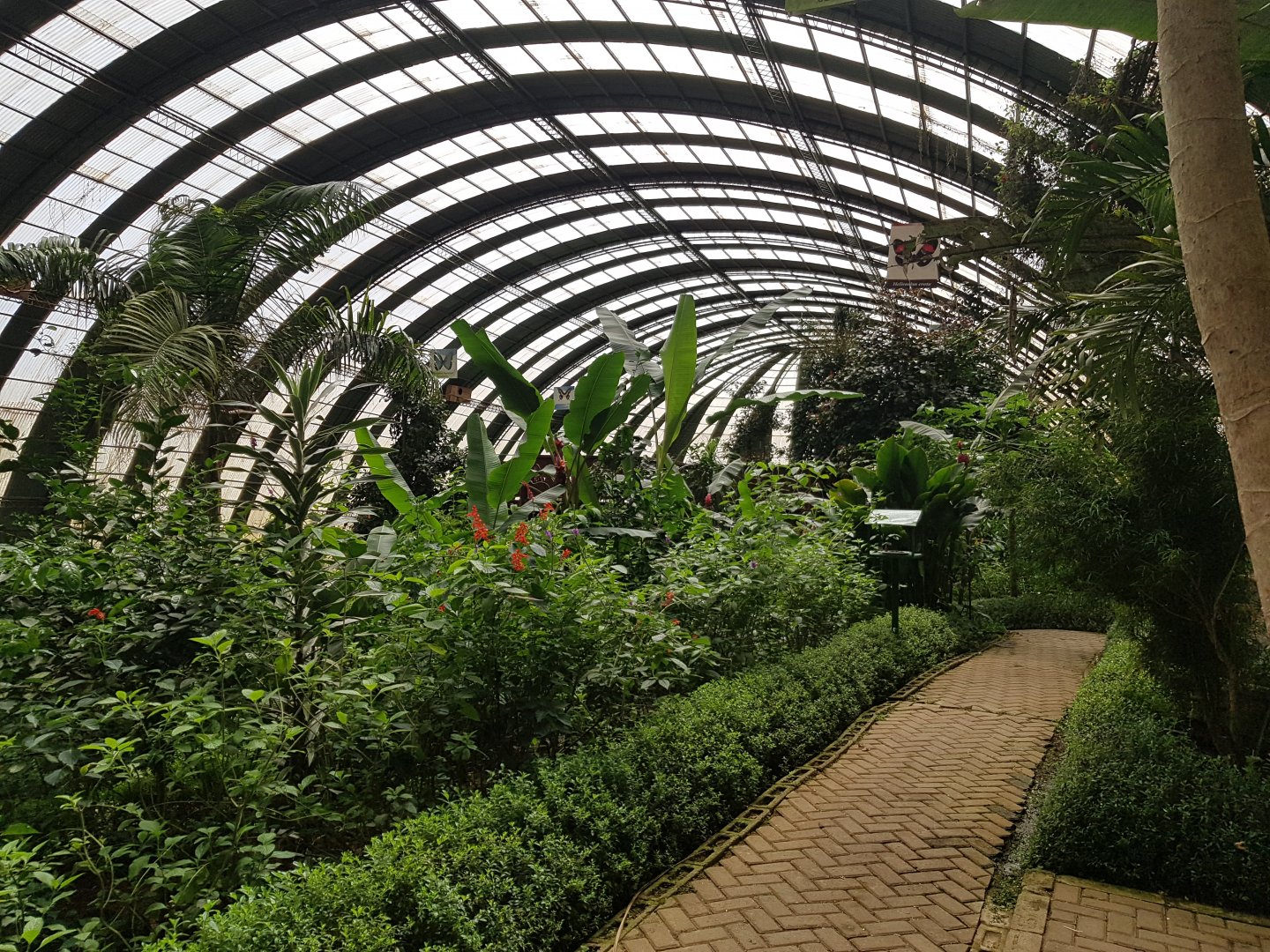 Butterfly garden Monteverde.