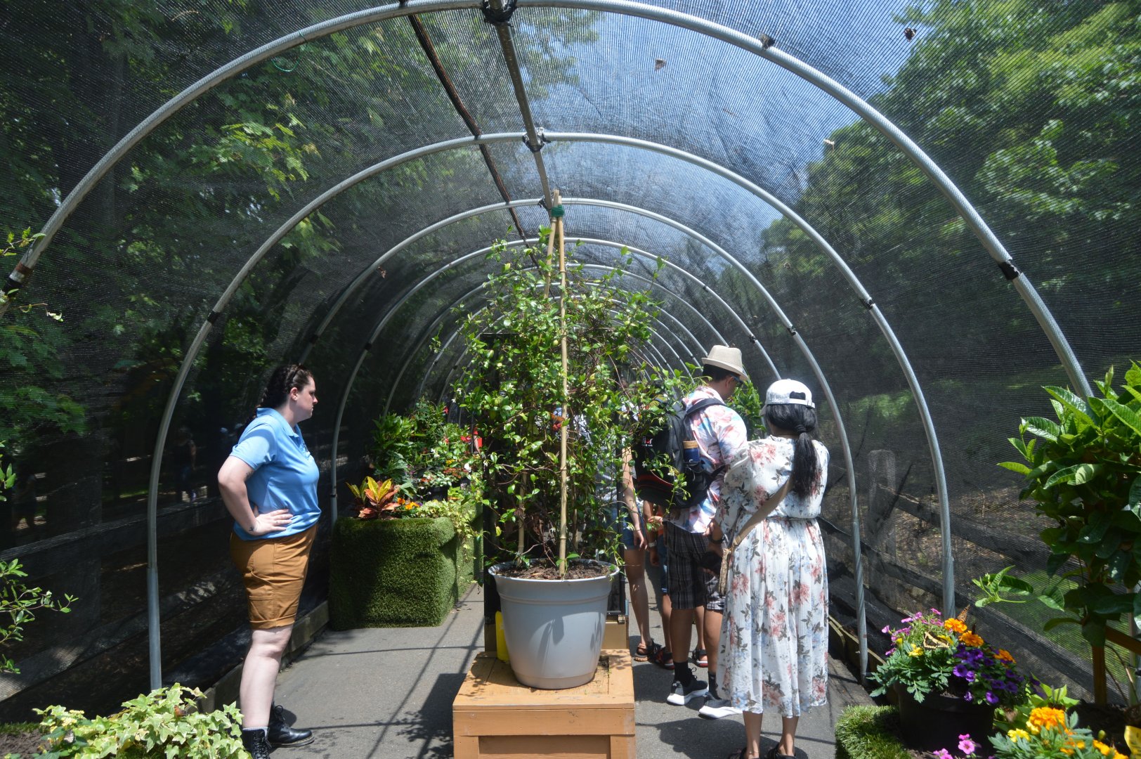 Butterfly Garden - Overview