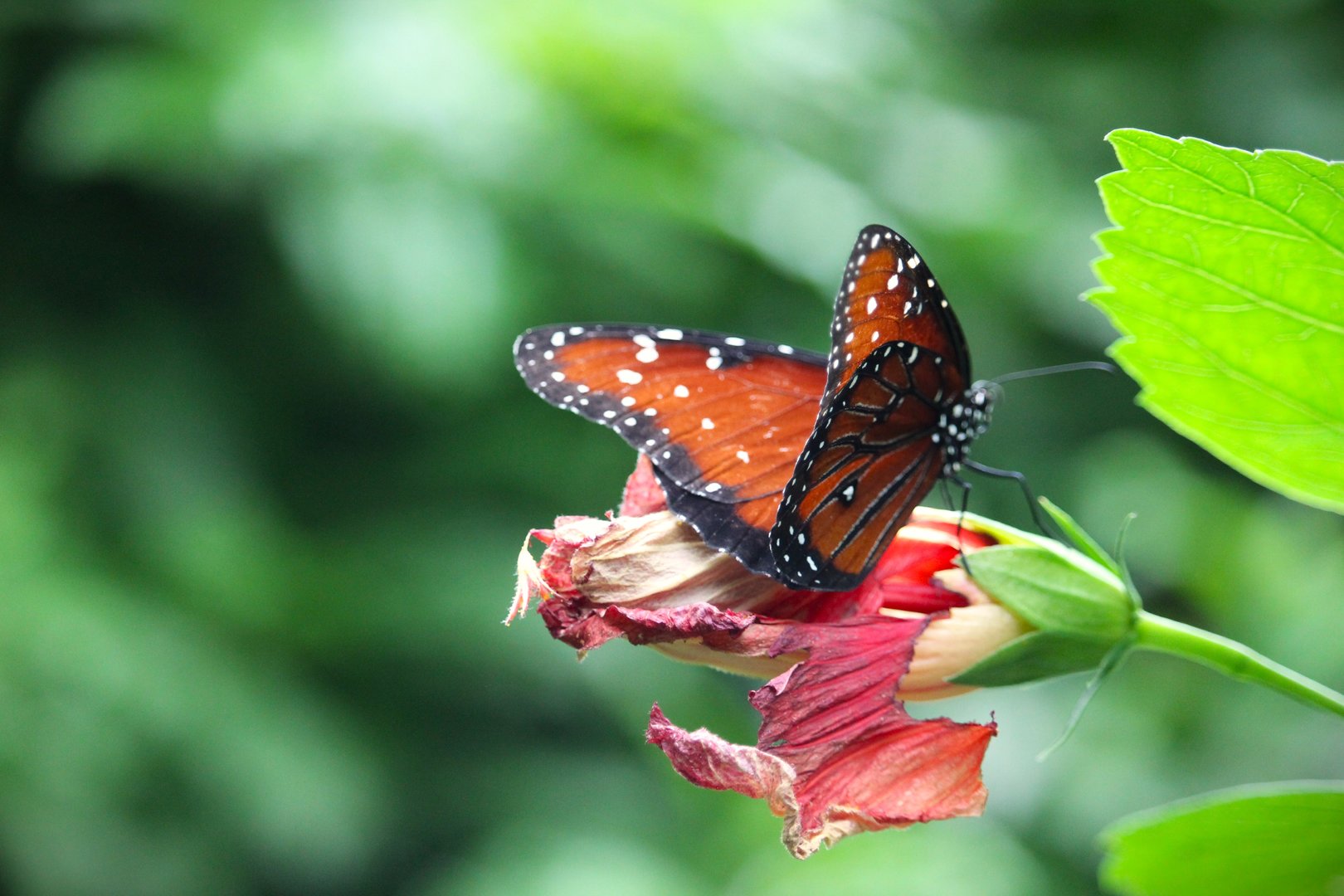Butterfly Garden - Queen Butterfly