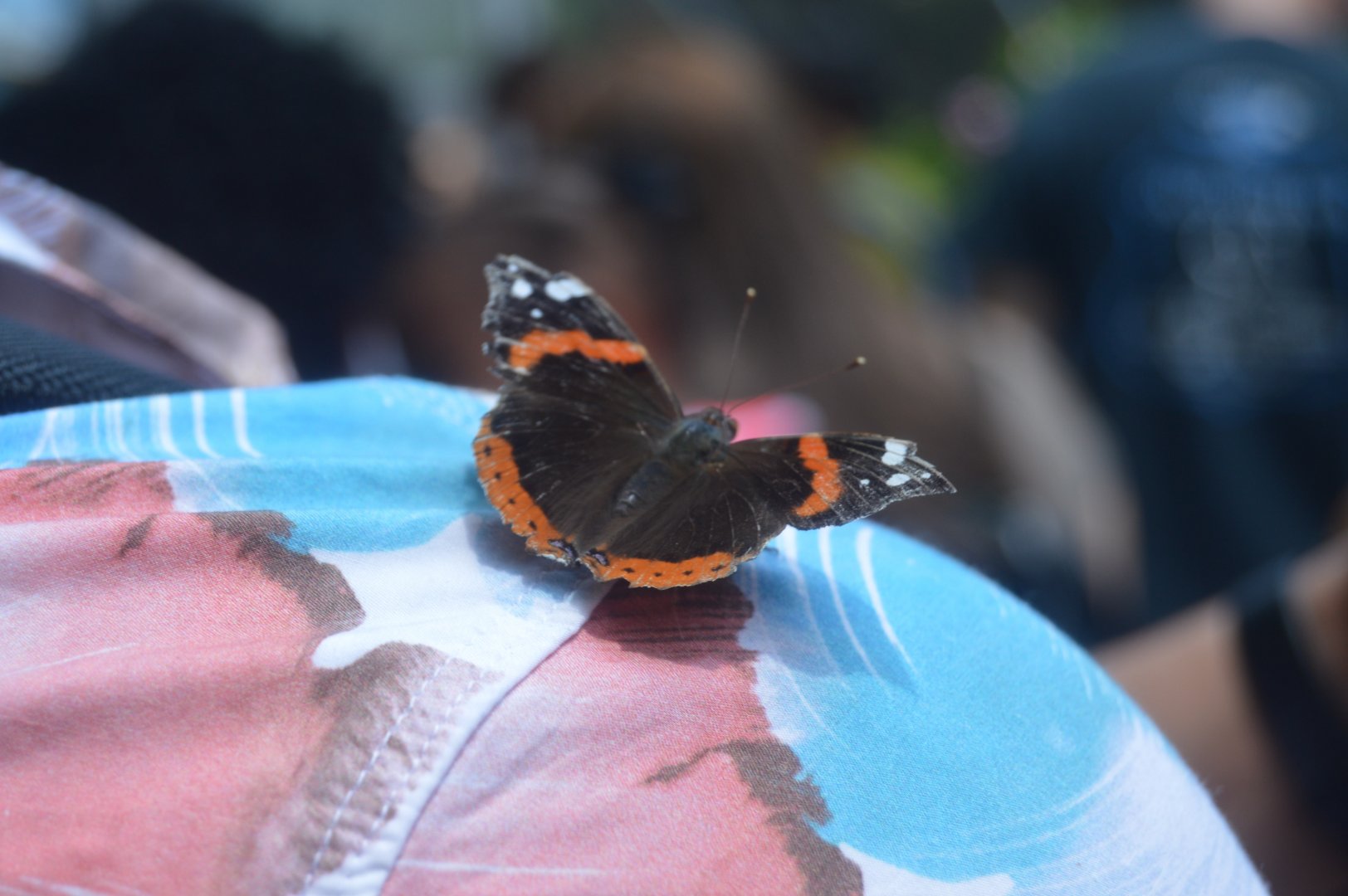 Butterfly Garden - Red Admiral (Vanessa atalanta)