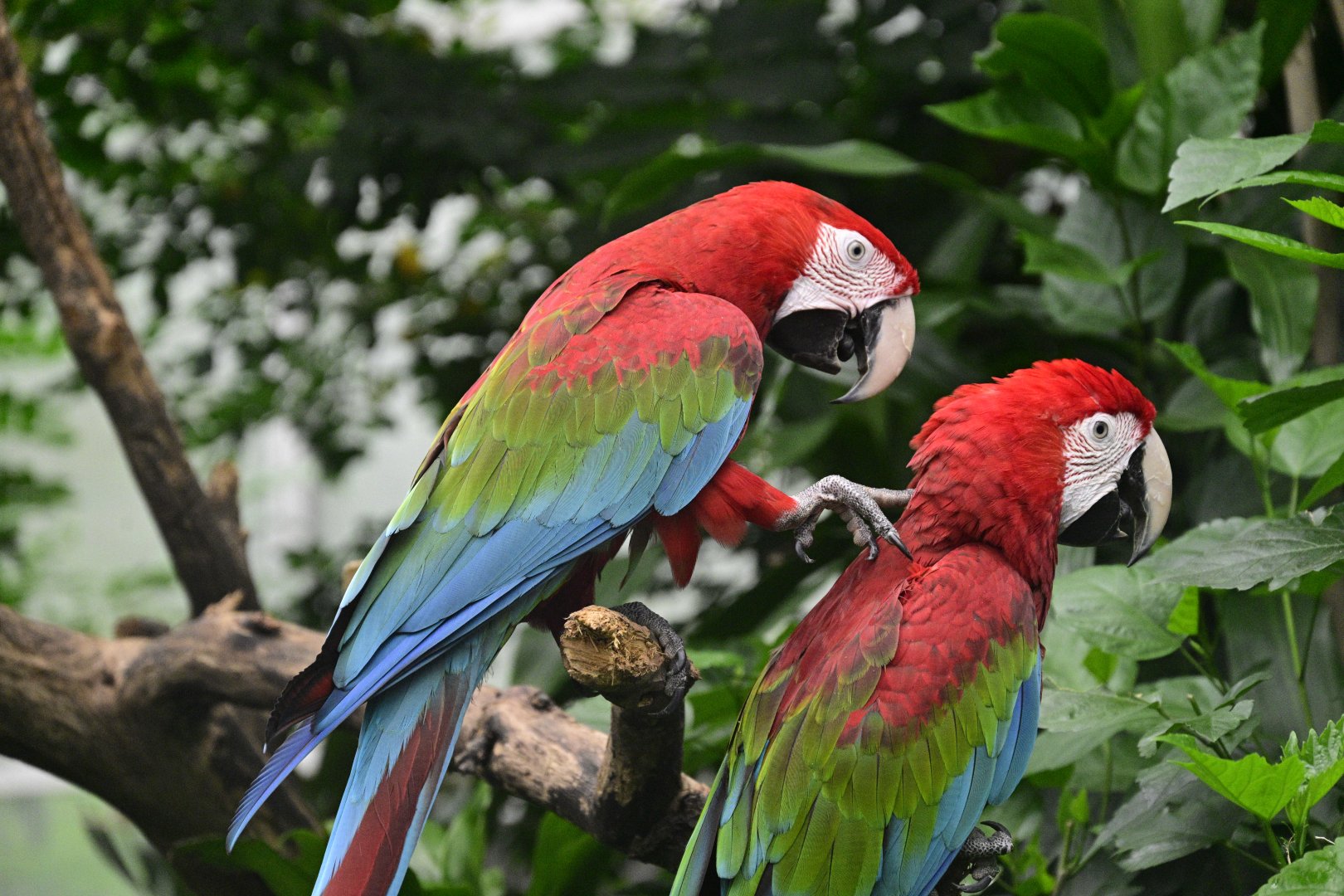 Butterfly Garden - Red-and-green Macaw (Ara chloropterus)