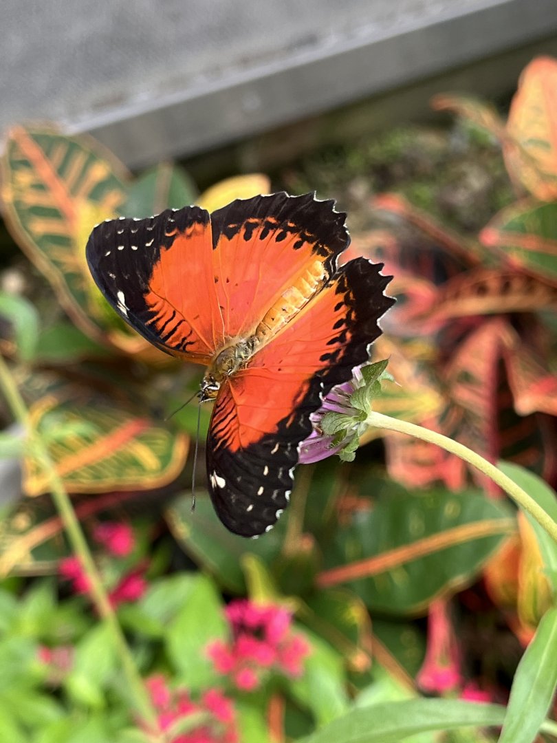 Butterfly Garden - Red Lacewing