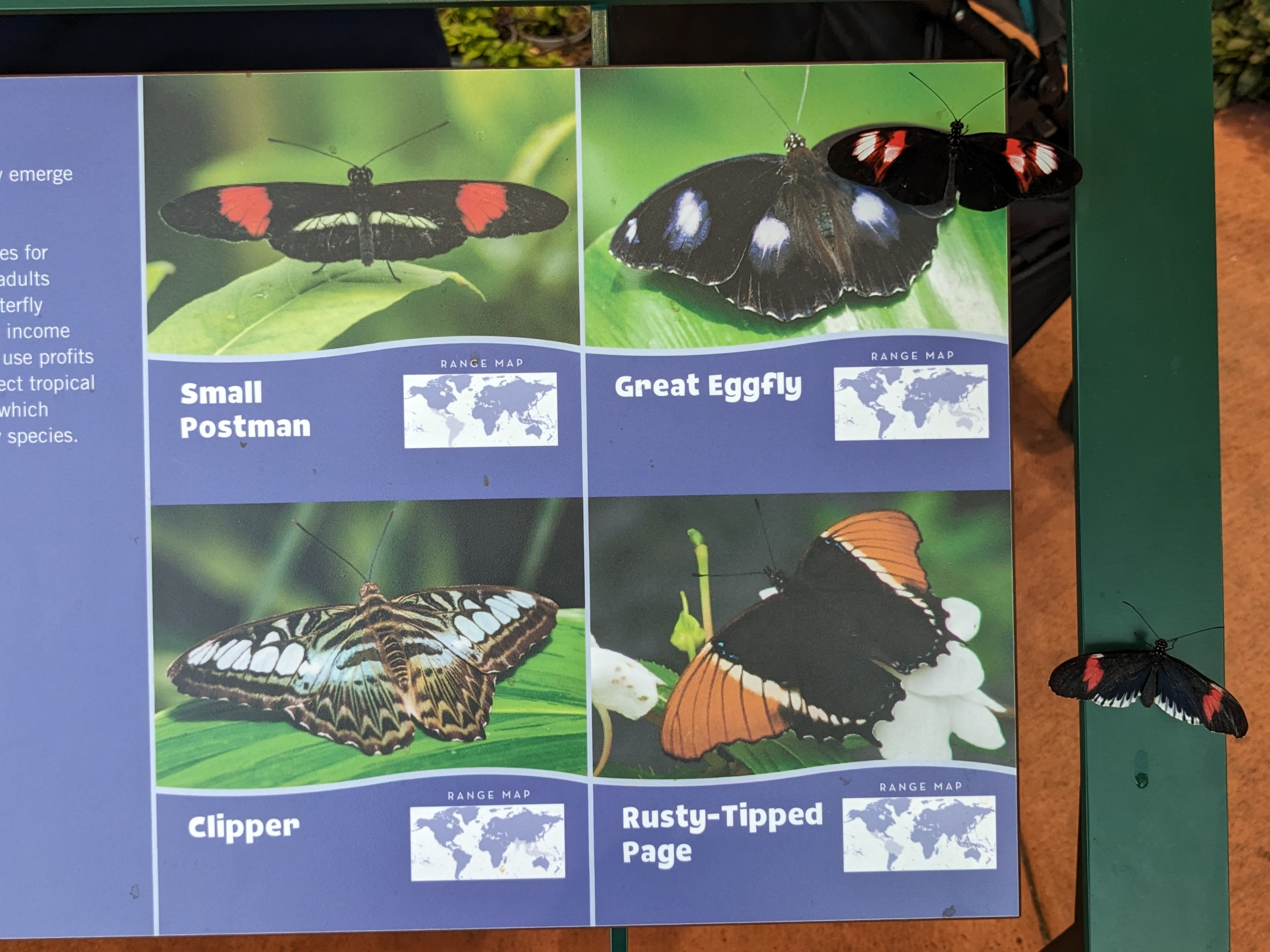Butterfly garden signage