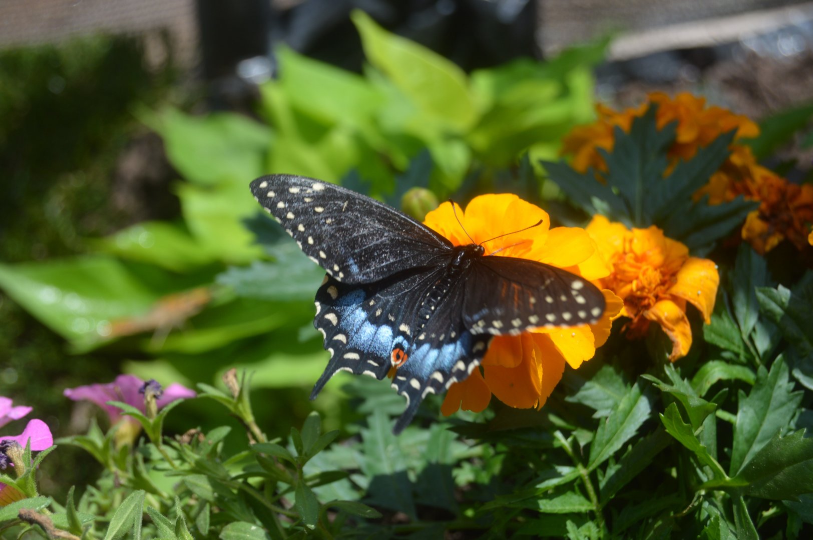 Butterfly Garden - Spicebush Swallowtail (Papilio troilus)