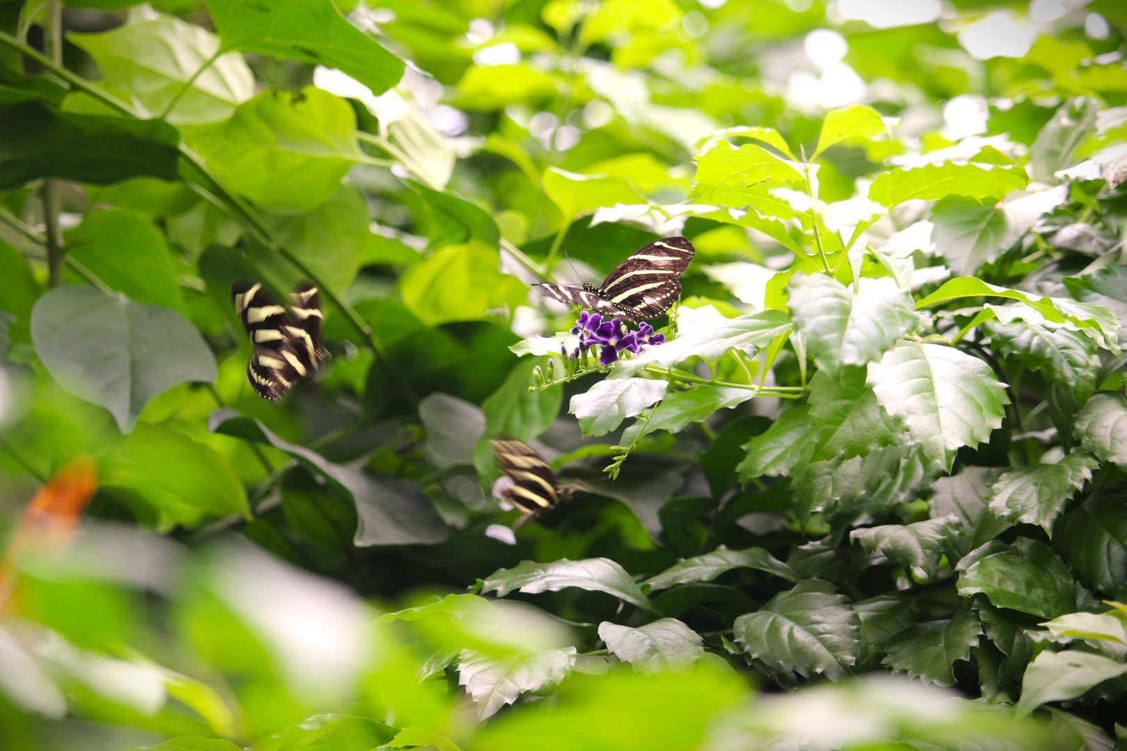 Butterfly Garden - Zebra Longwings