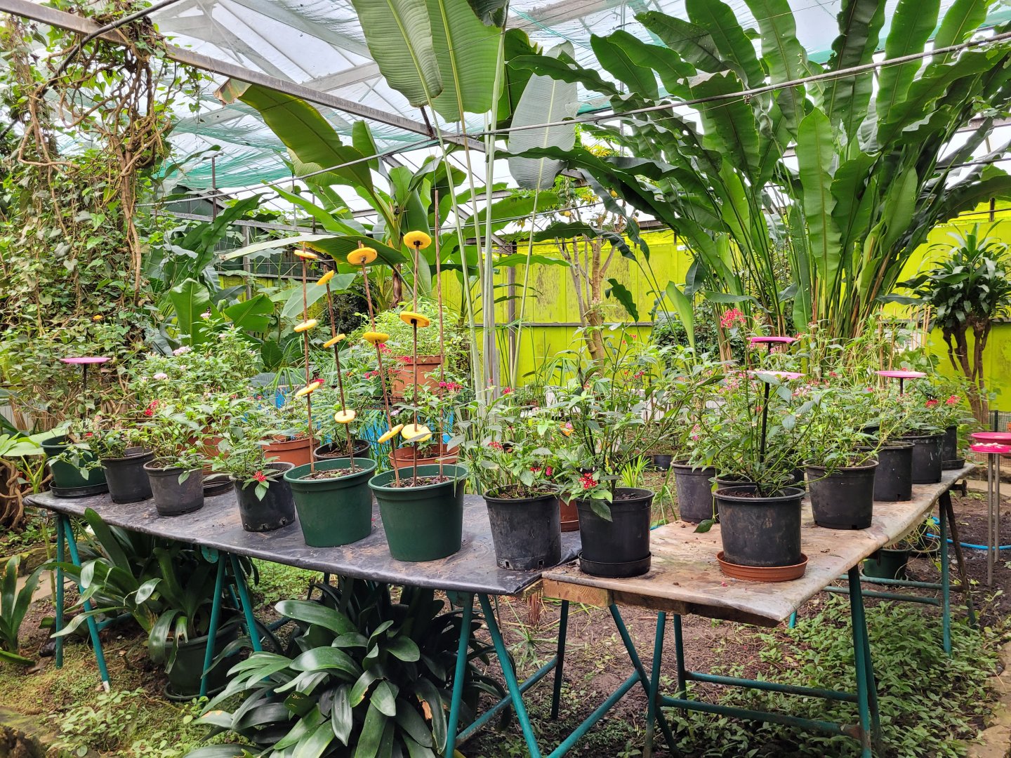 Butterfly garden -Zoo de Santillana del Mar (2023)