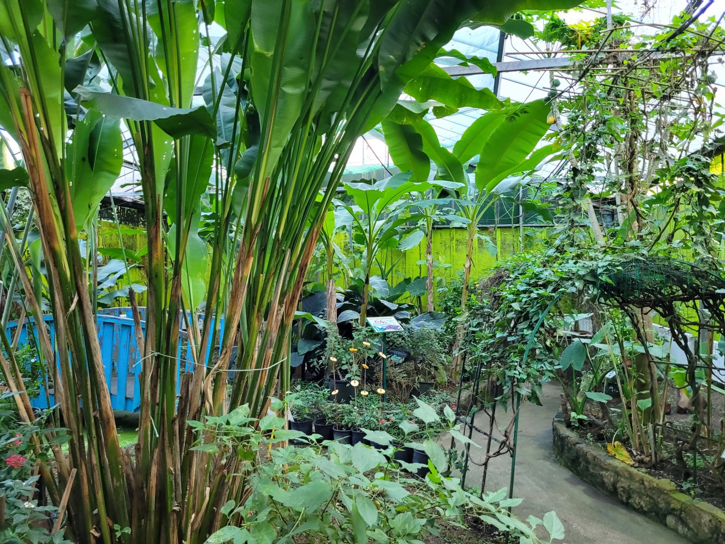 Butterfly garden -Zoo de Santillana del Mar (2023)