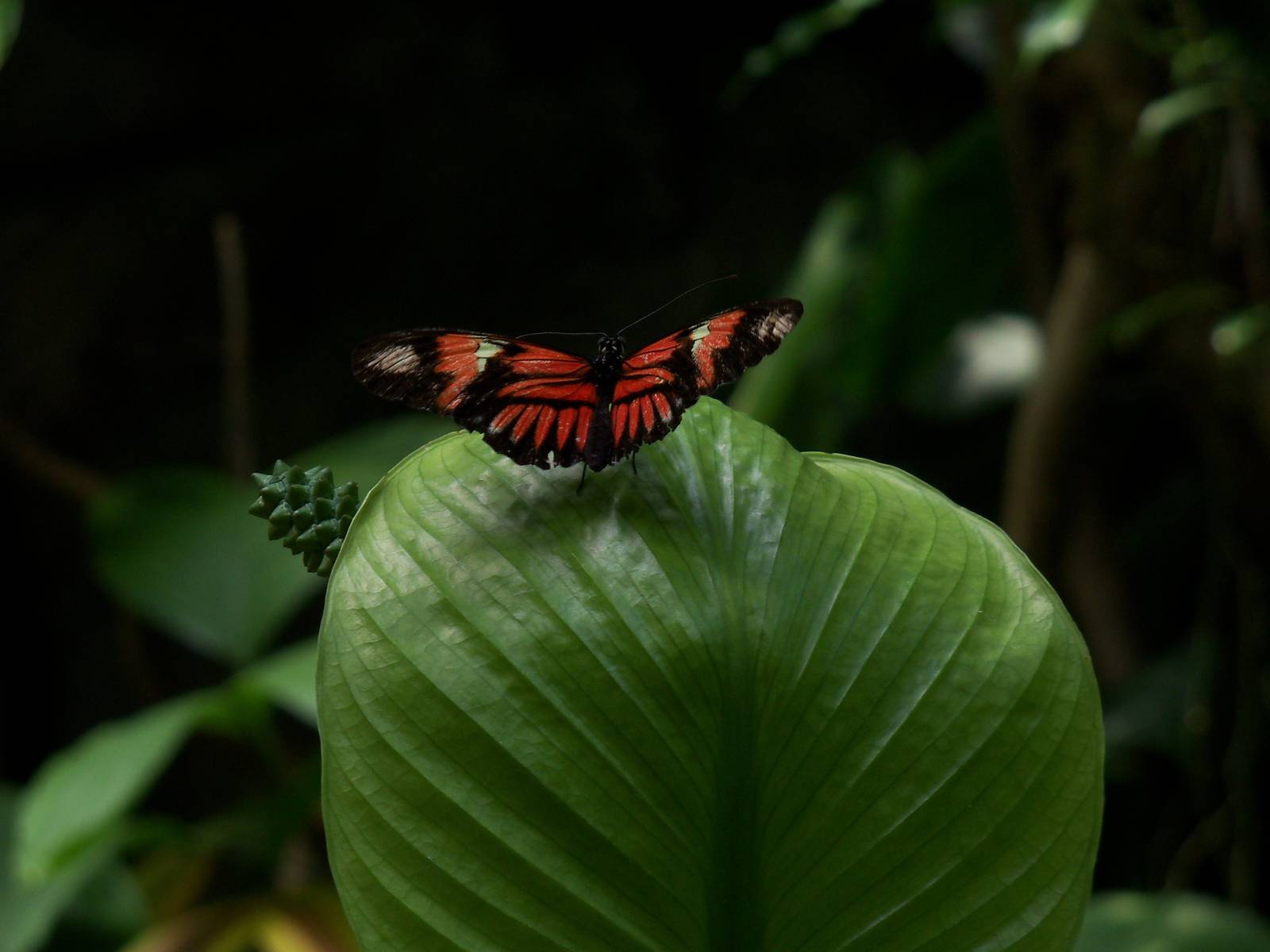 Butterfly Garden