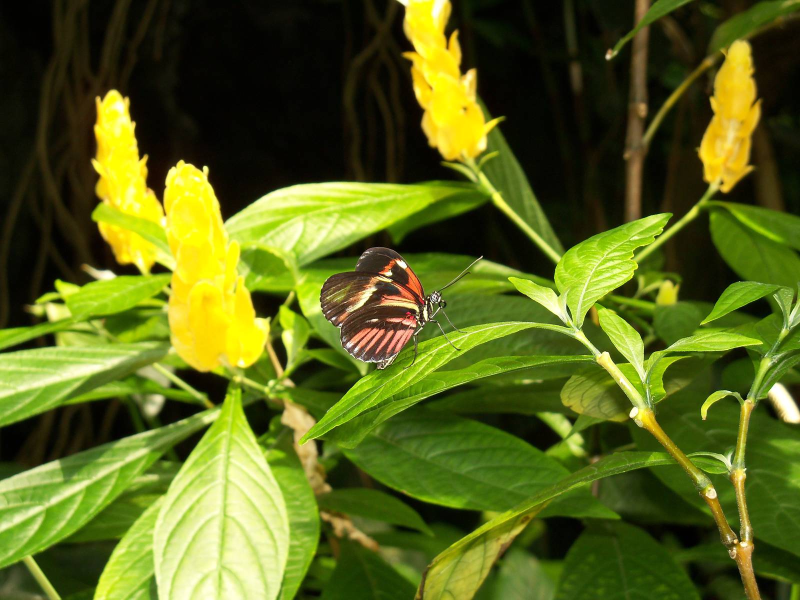 Butterfly Garden