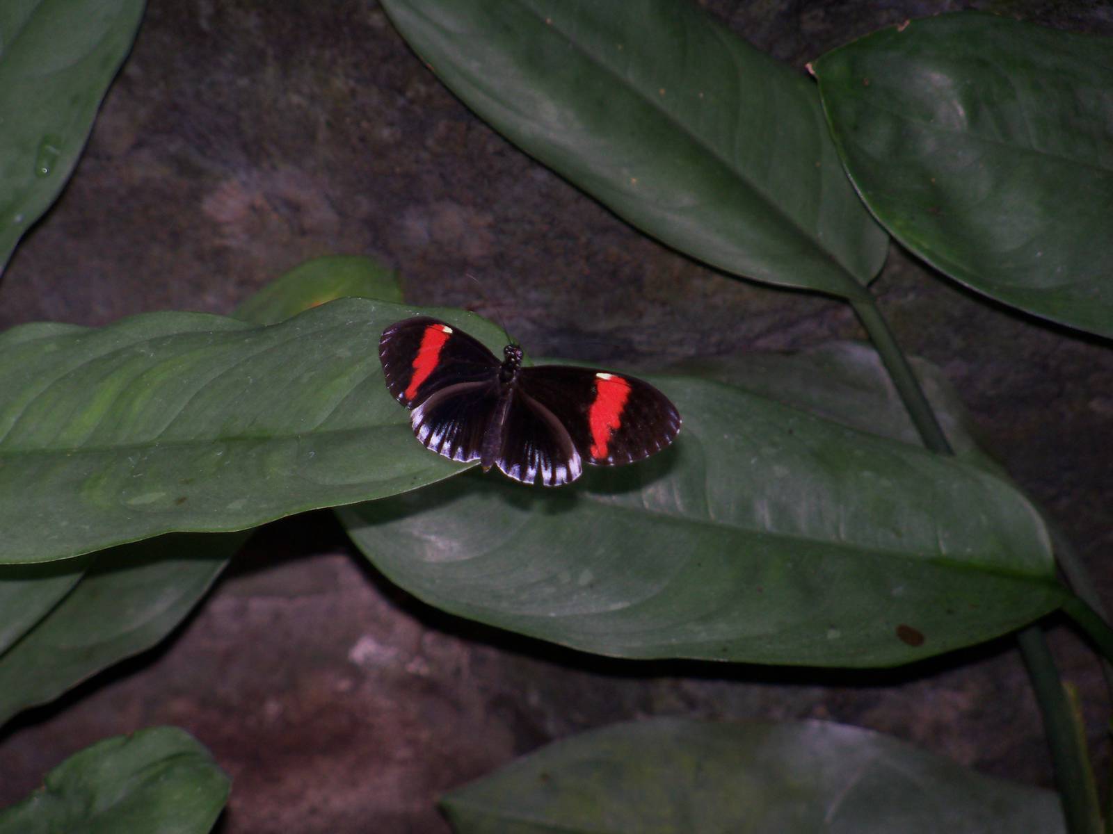 Butterfly Garden
