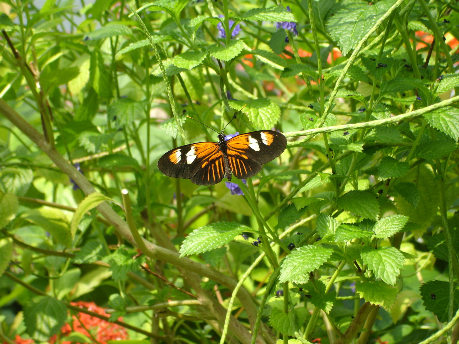 Butterfly Garden