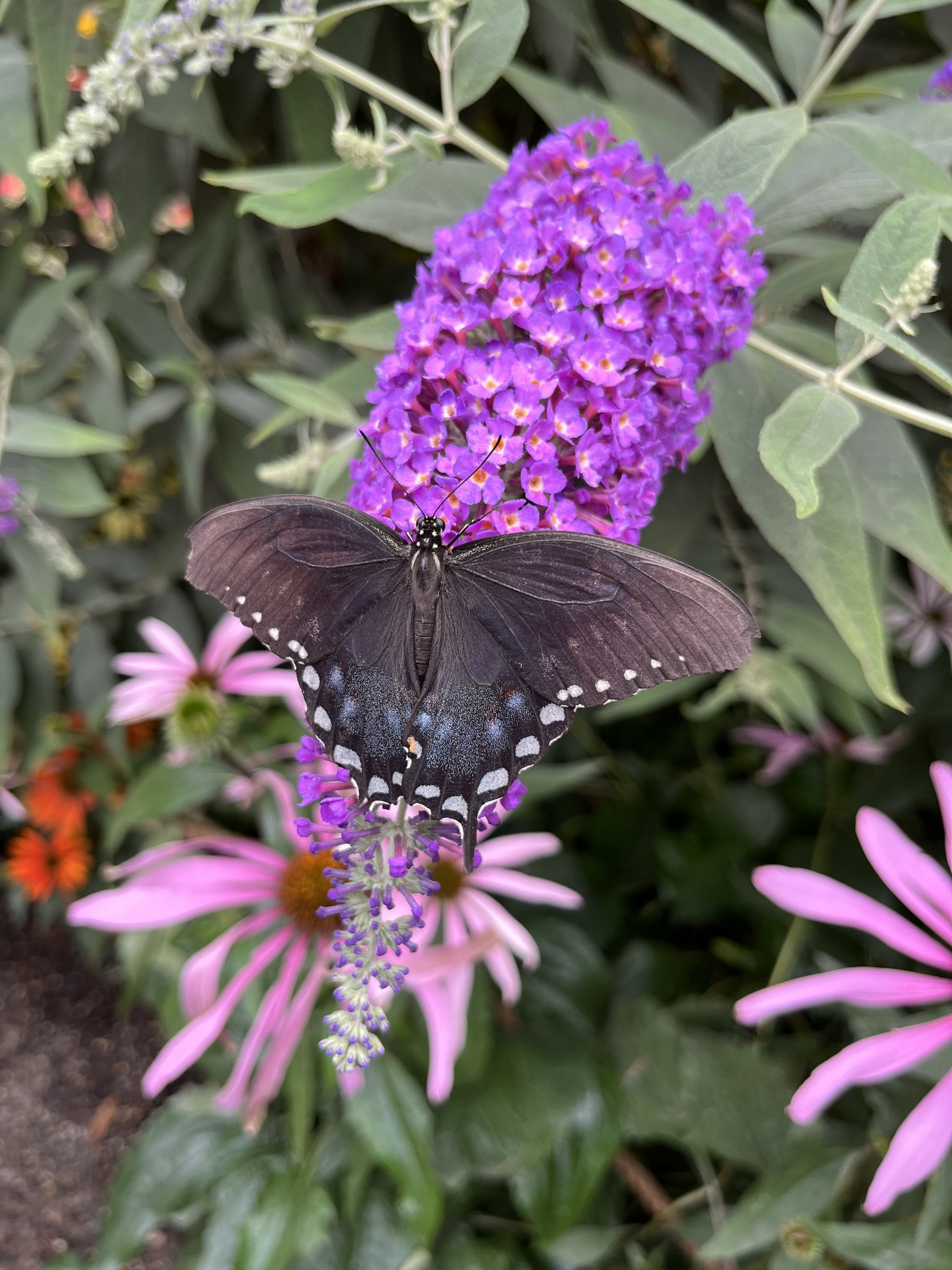 Butterfly Garden