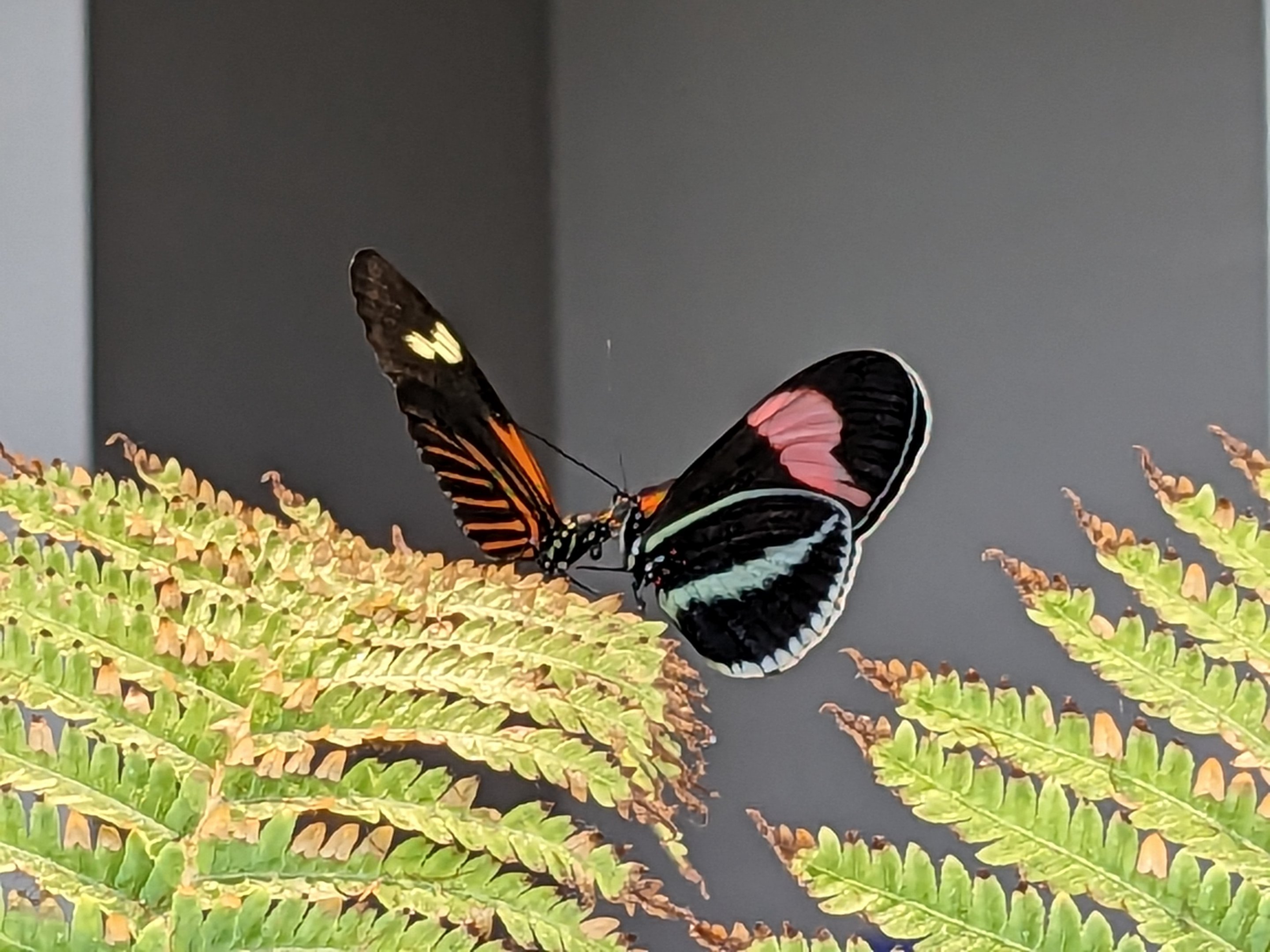 Butterfly garden