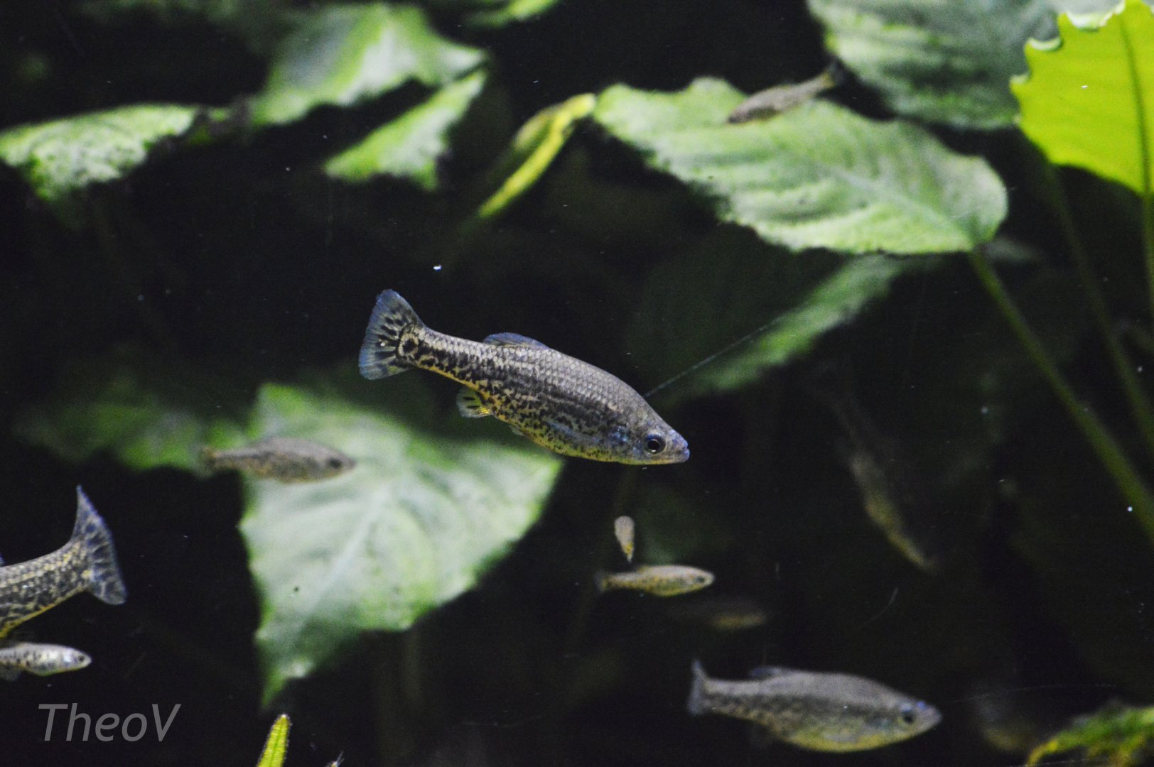 Butterfly goodeid [2019]