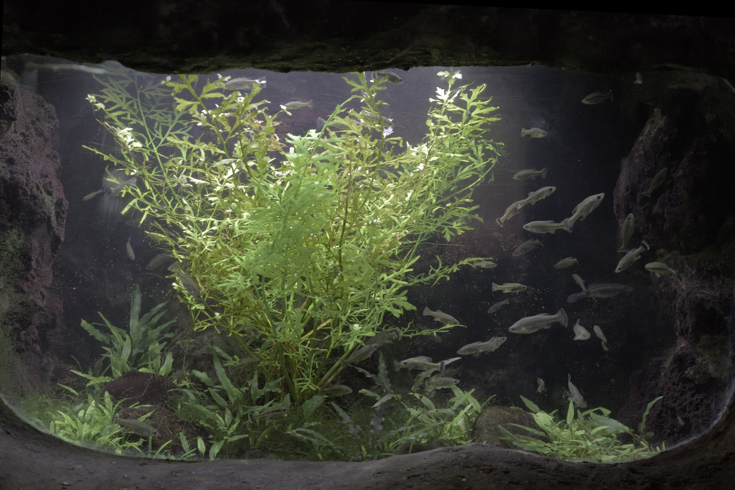 Butterfly goodeid exhibit