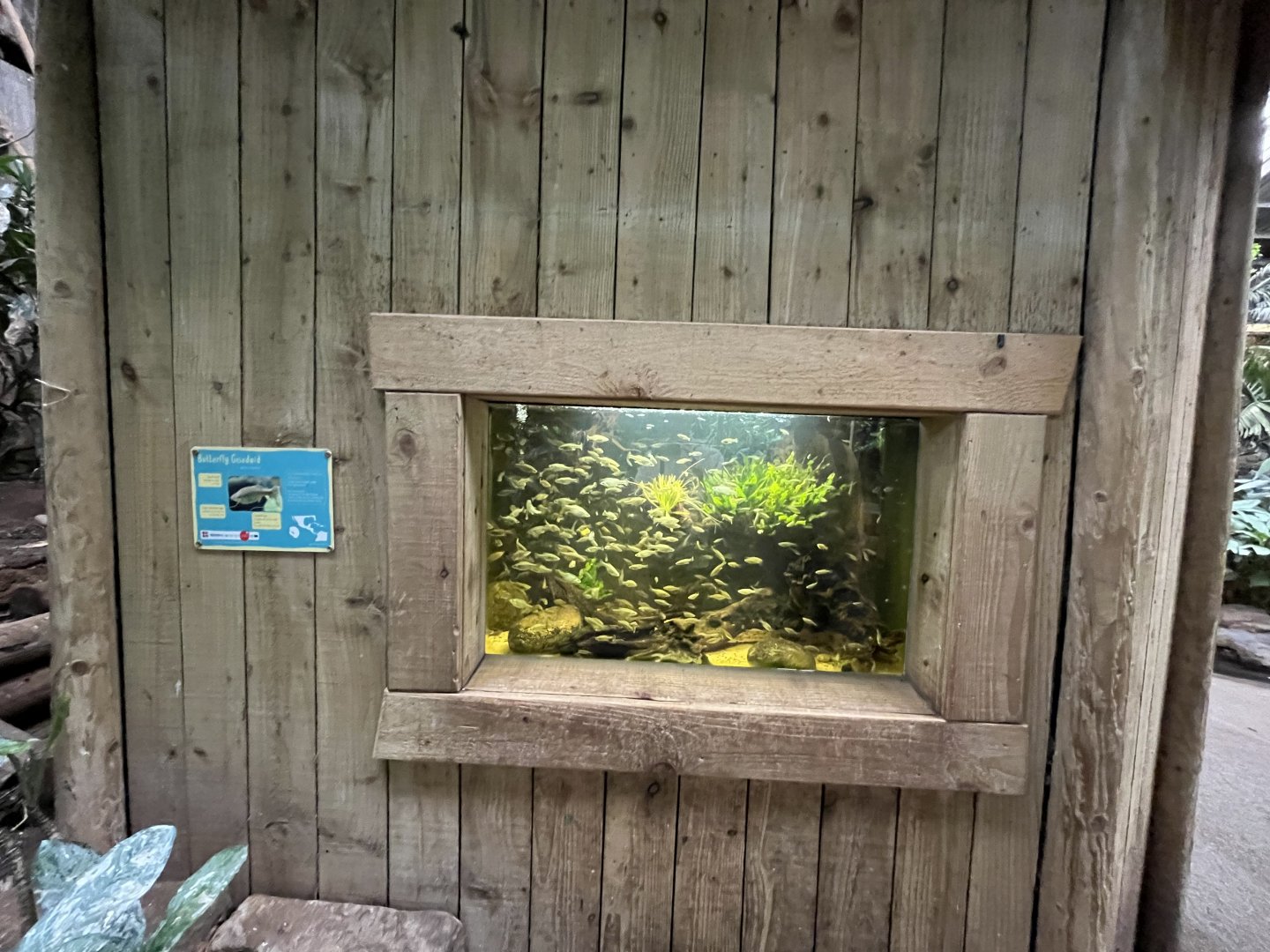 Butterfly goodeid tank 29.6.24