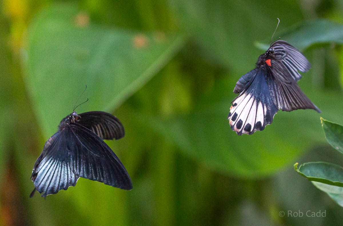 Butterfly (Great yellow mormon / Asian swallowtail) : Whipsnade : 27 Sep 20