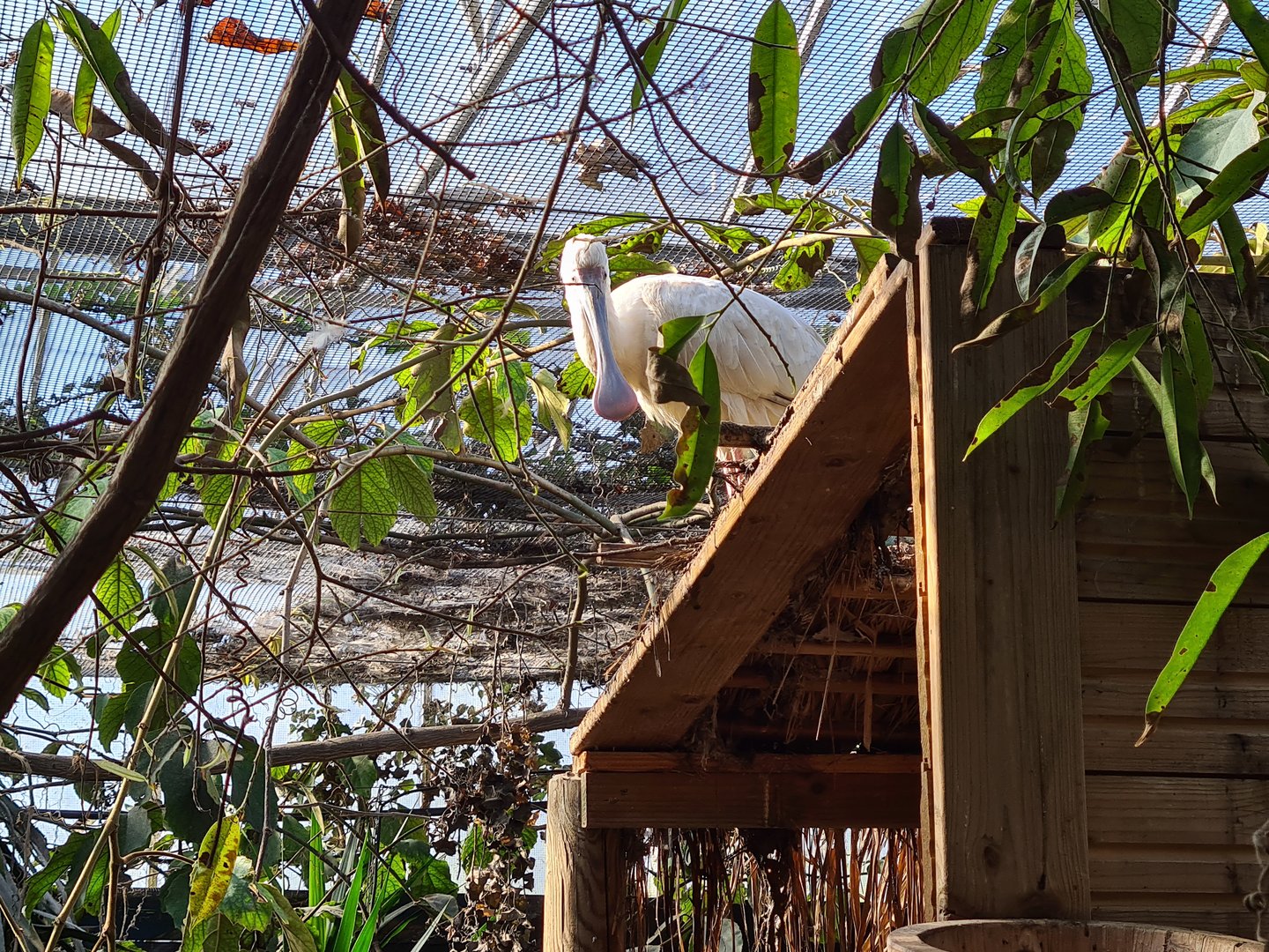 Butterfly hall - African spoonbill on hut